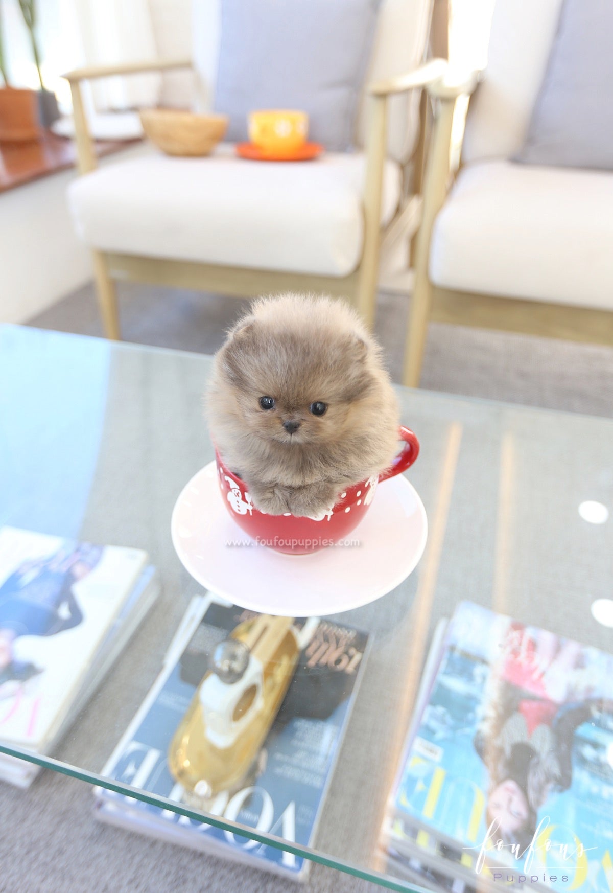 Butterball - Pomeranian M.