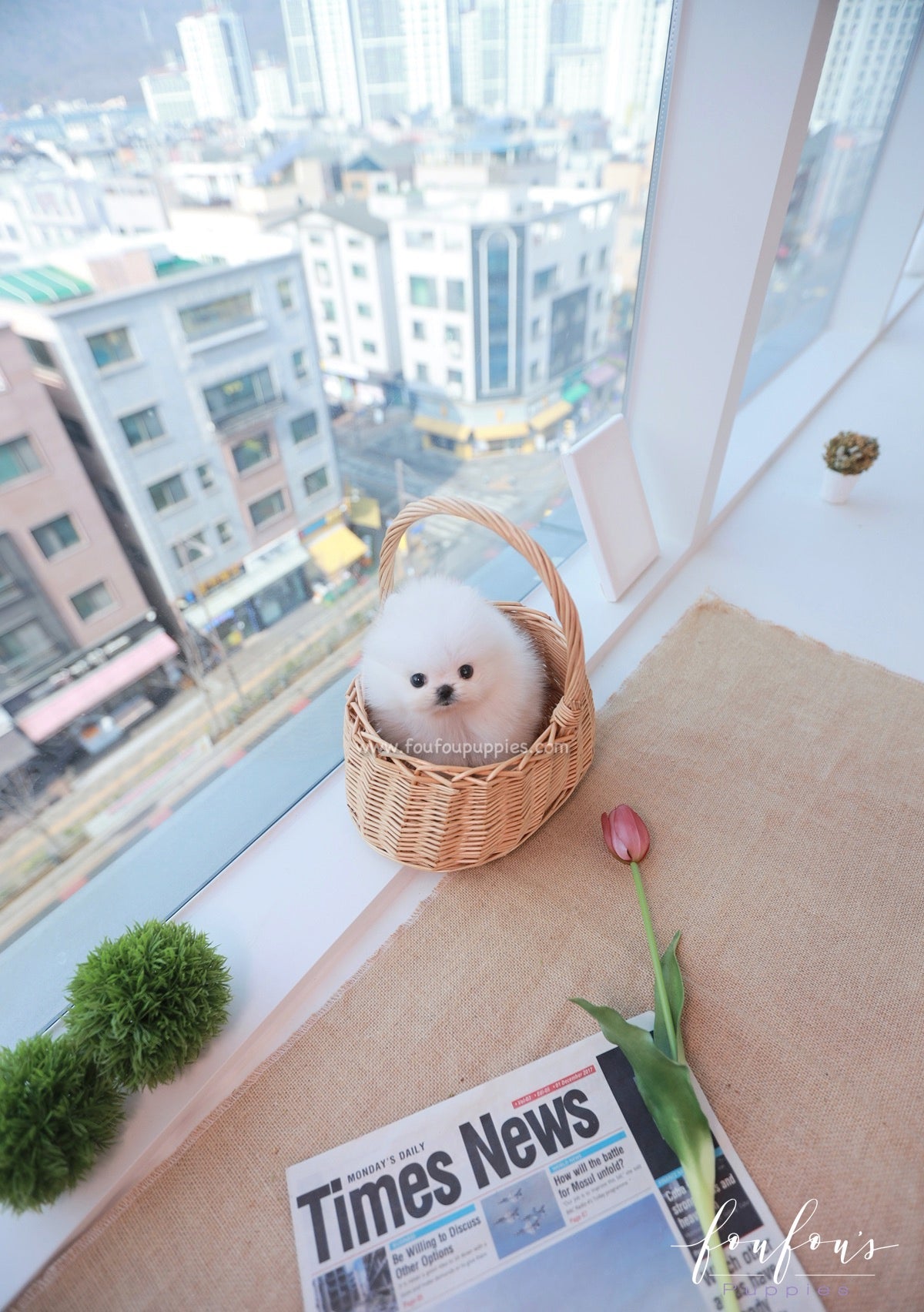 Tiffany - Pomeranian F.