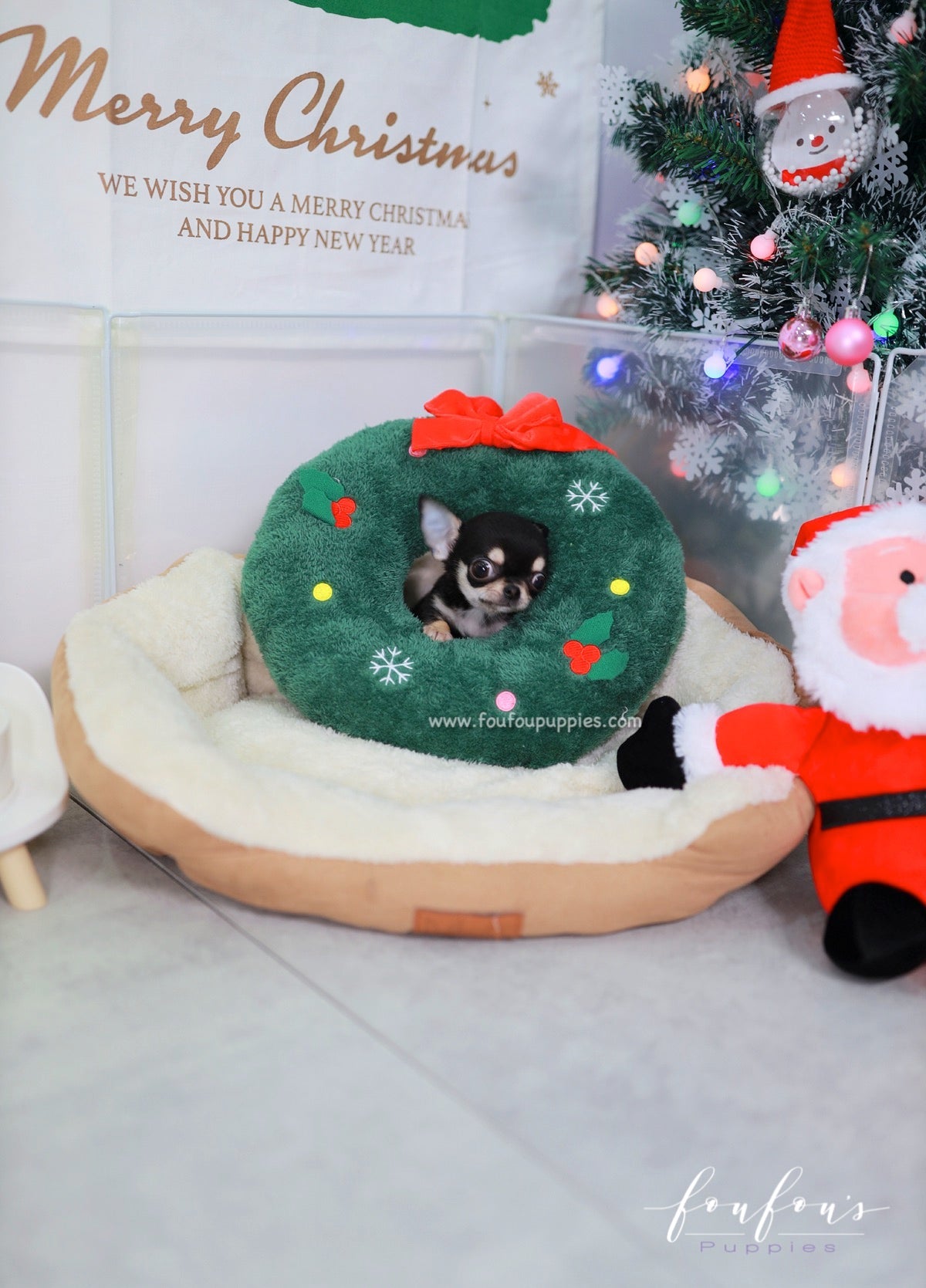 Ace - Chihuahua M.