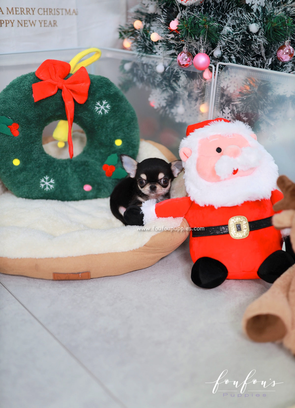 Ace - Chihuahua M.