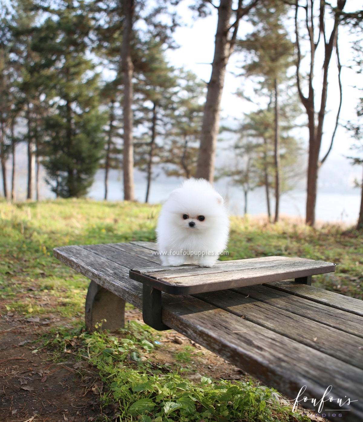 Regis - Pomeranian M.