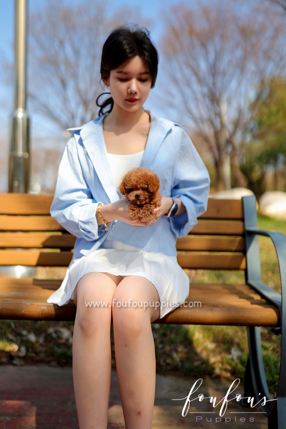 Zoey - Poodle F.