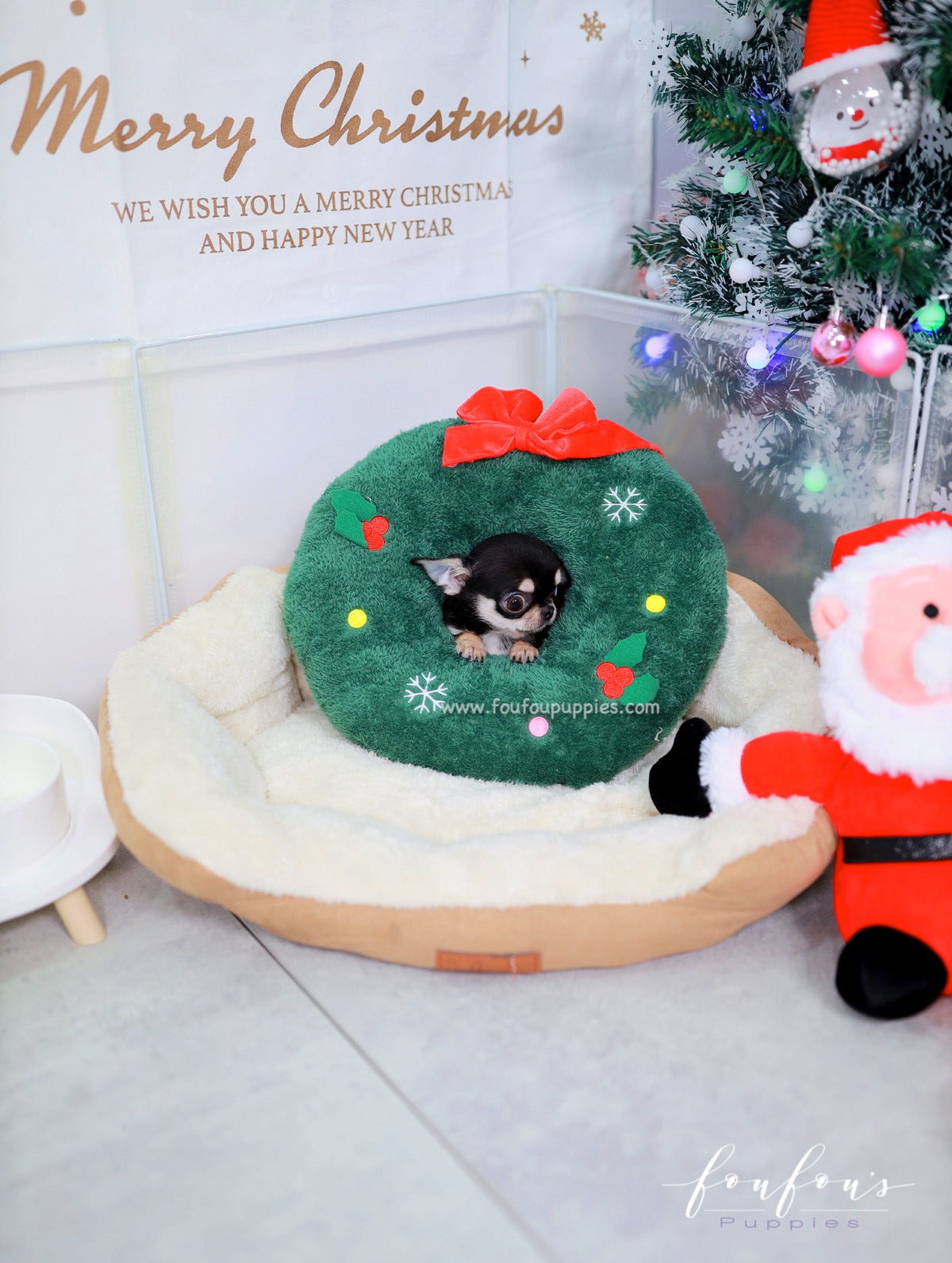 Ace - Chihuahua M.