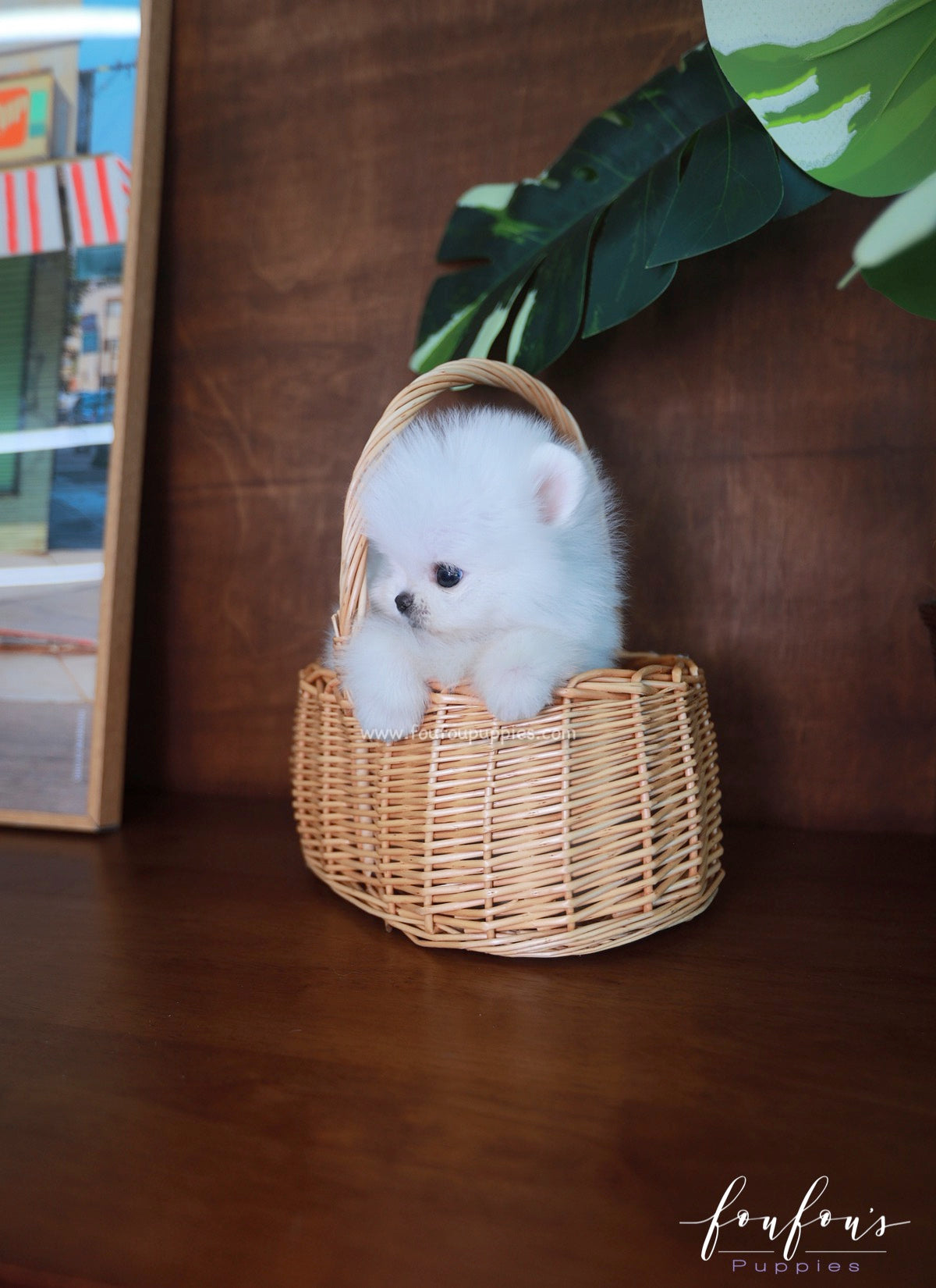 Tiffany - Pomeranian F.