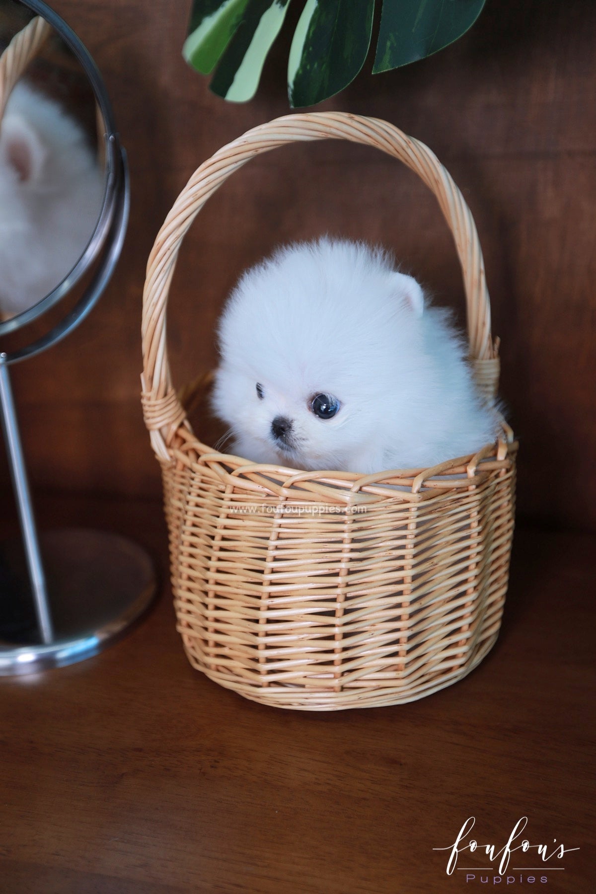 Tiffany - Pomeranian F.