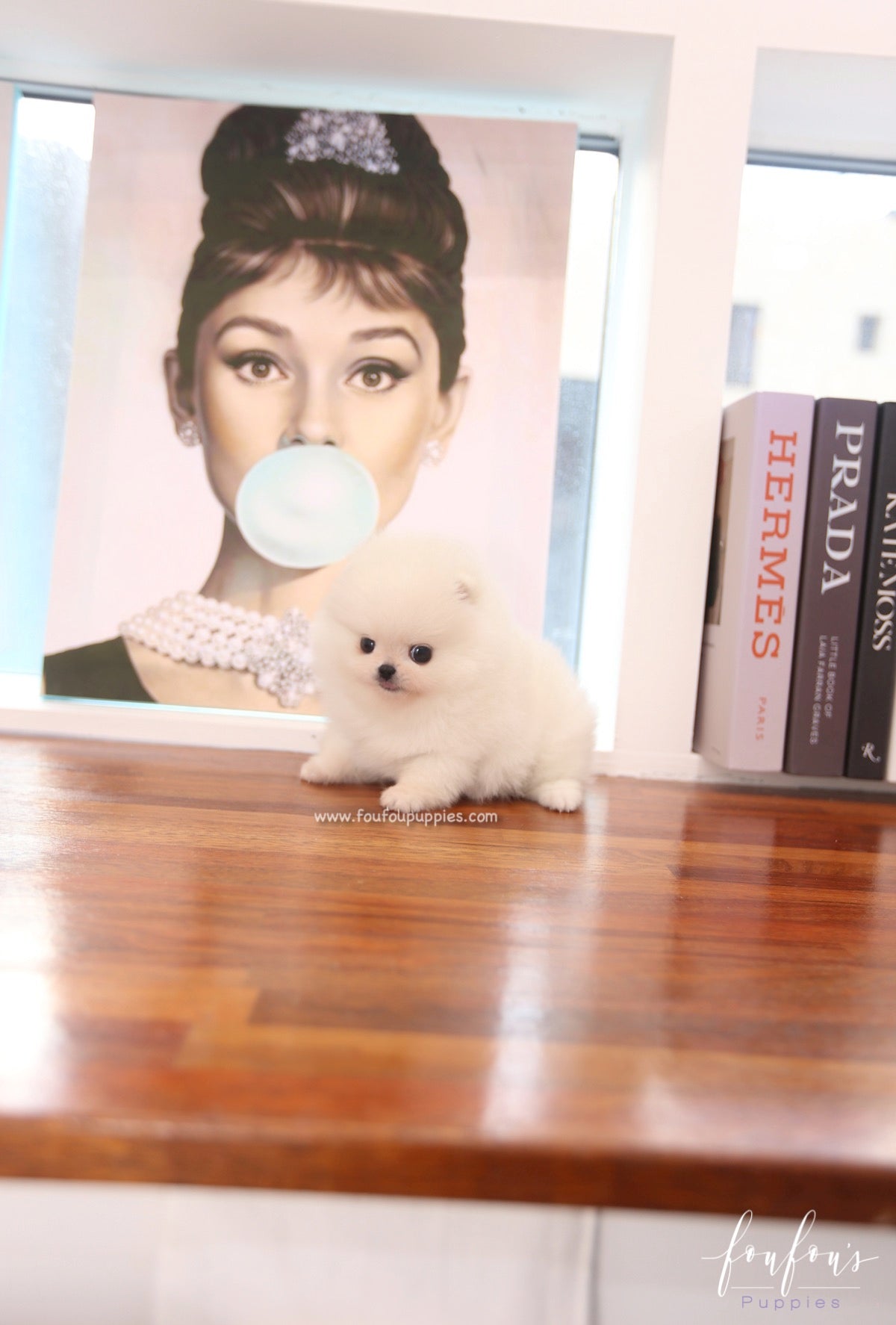 Souflé - Pomeranian F.