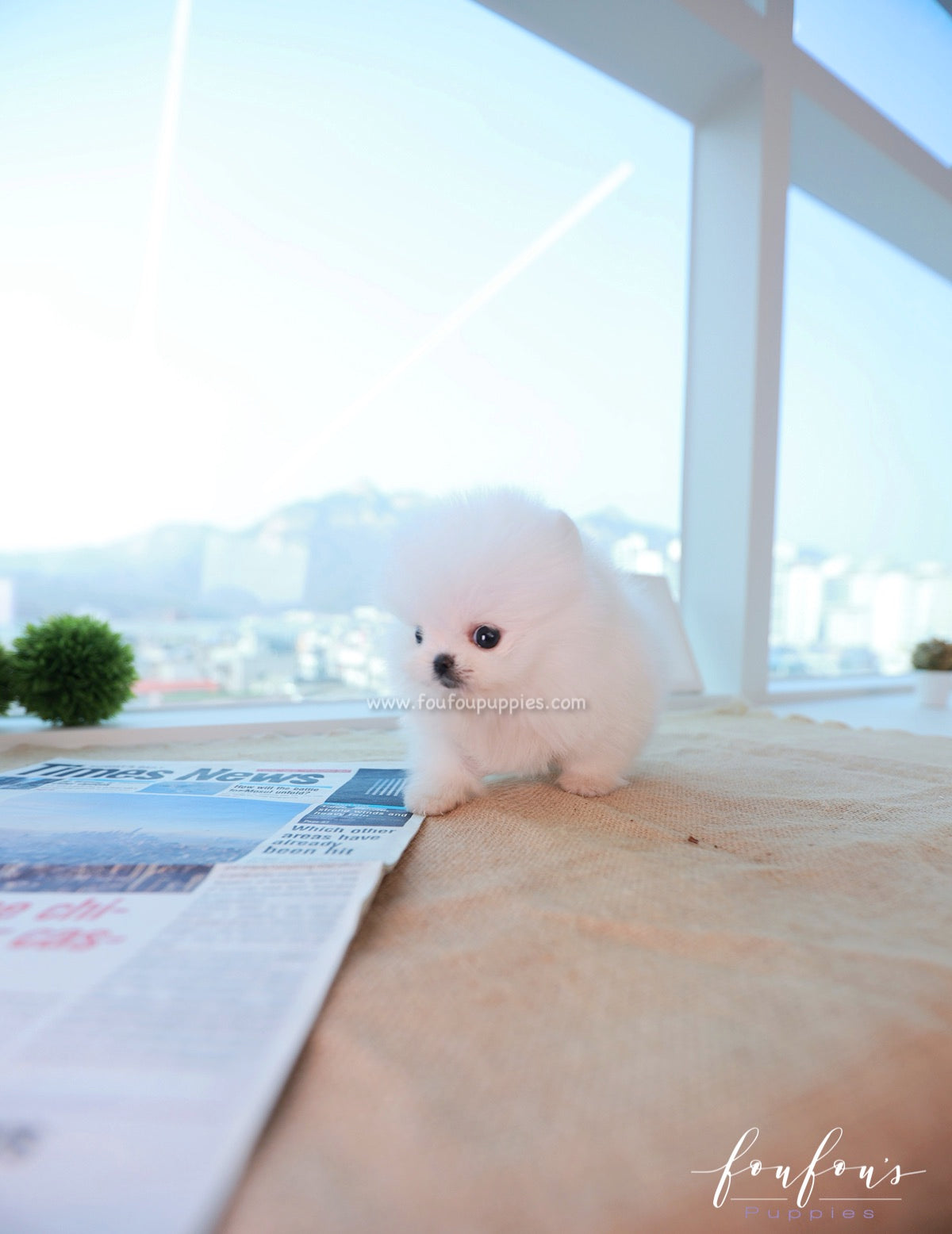 Tiffany - Pomeranian F.