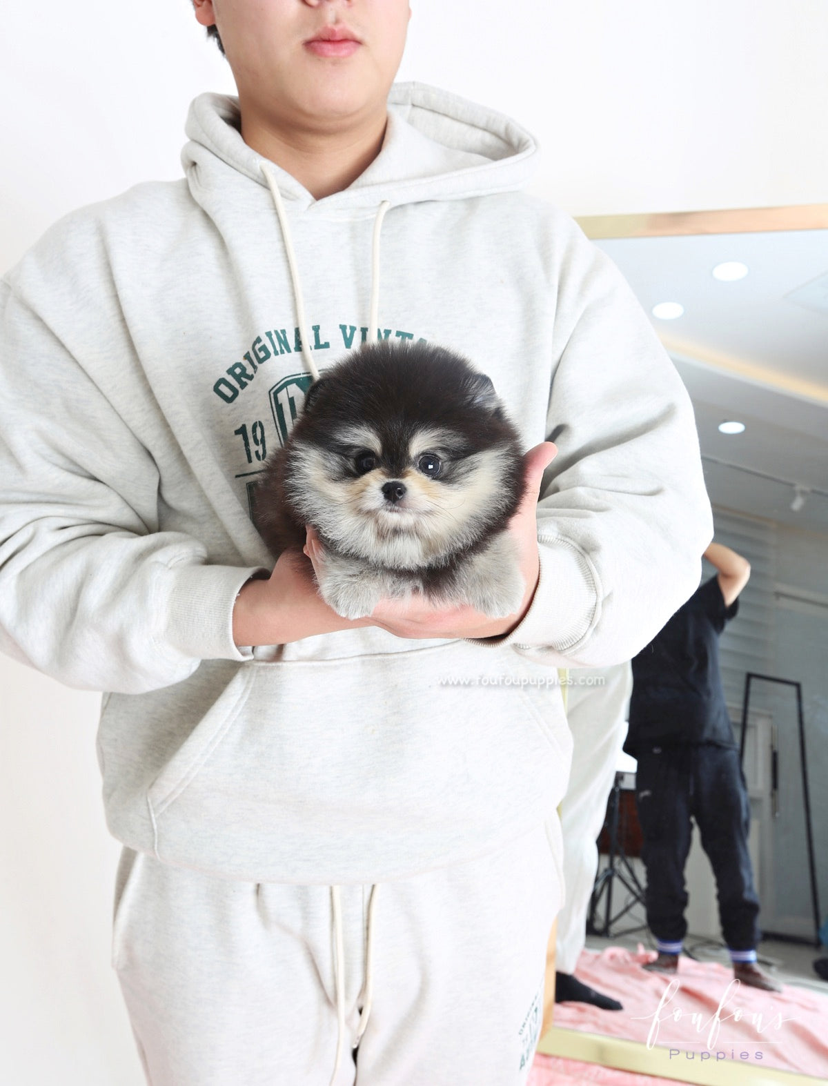 Yoda - Pomeranian M.