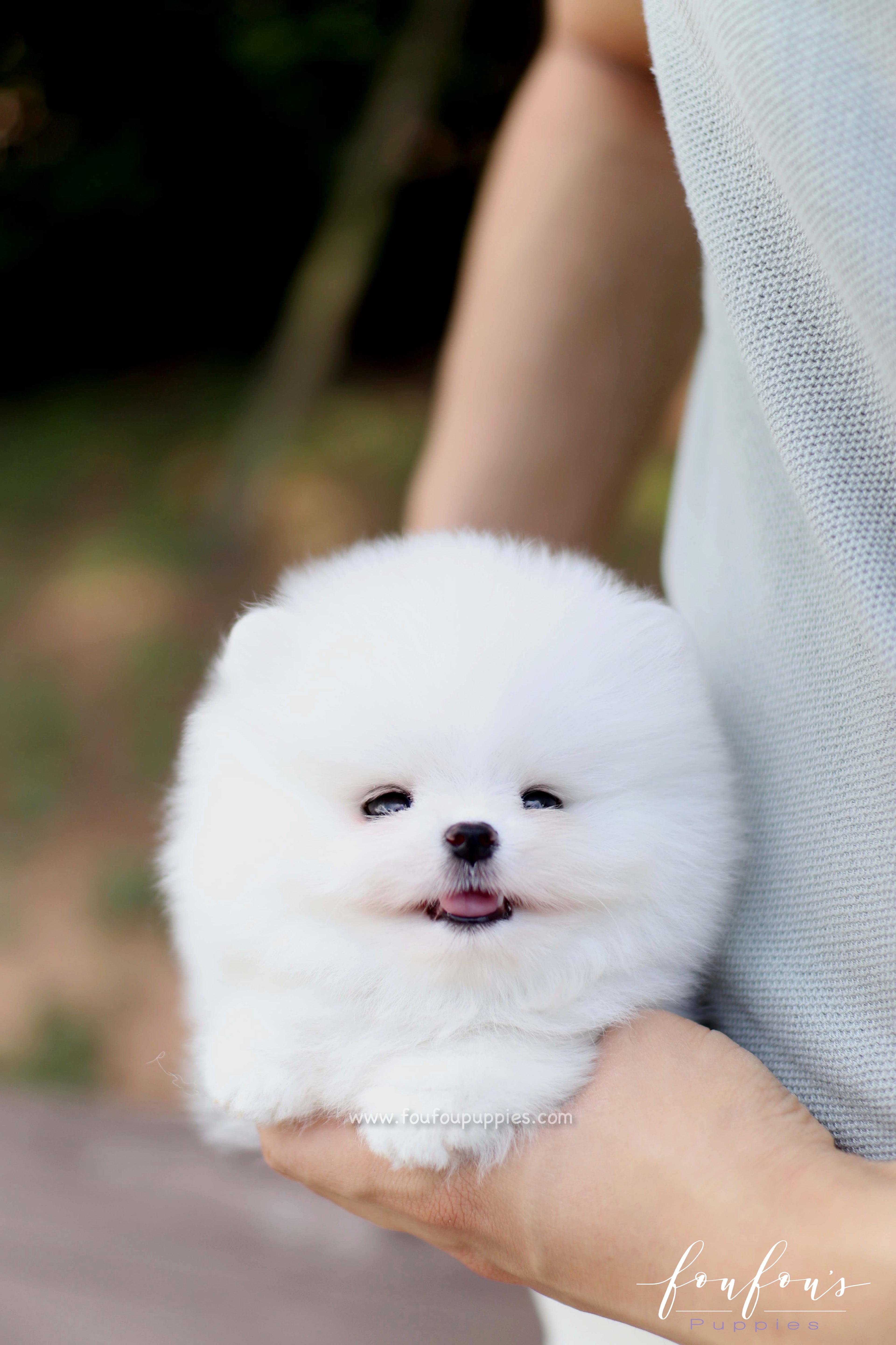Nova - Pomeranian M.