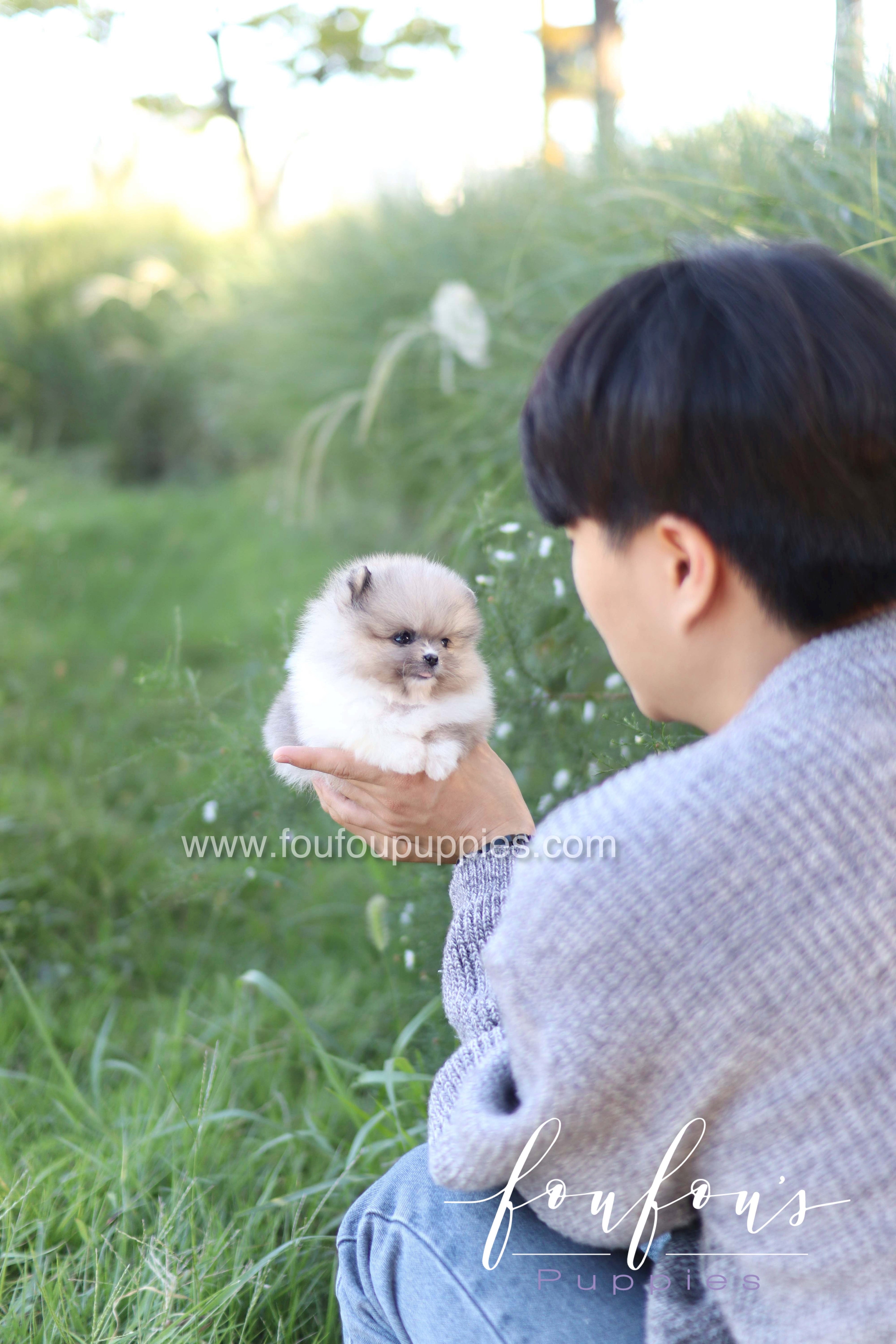 Zephyr - Pomeranian M.