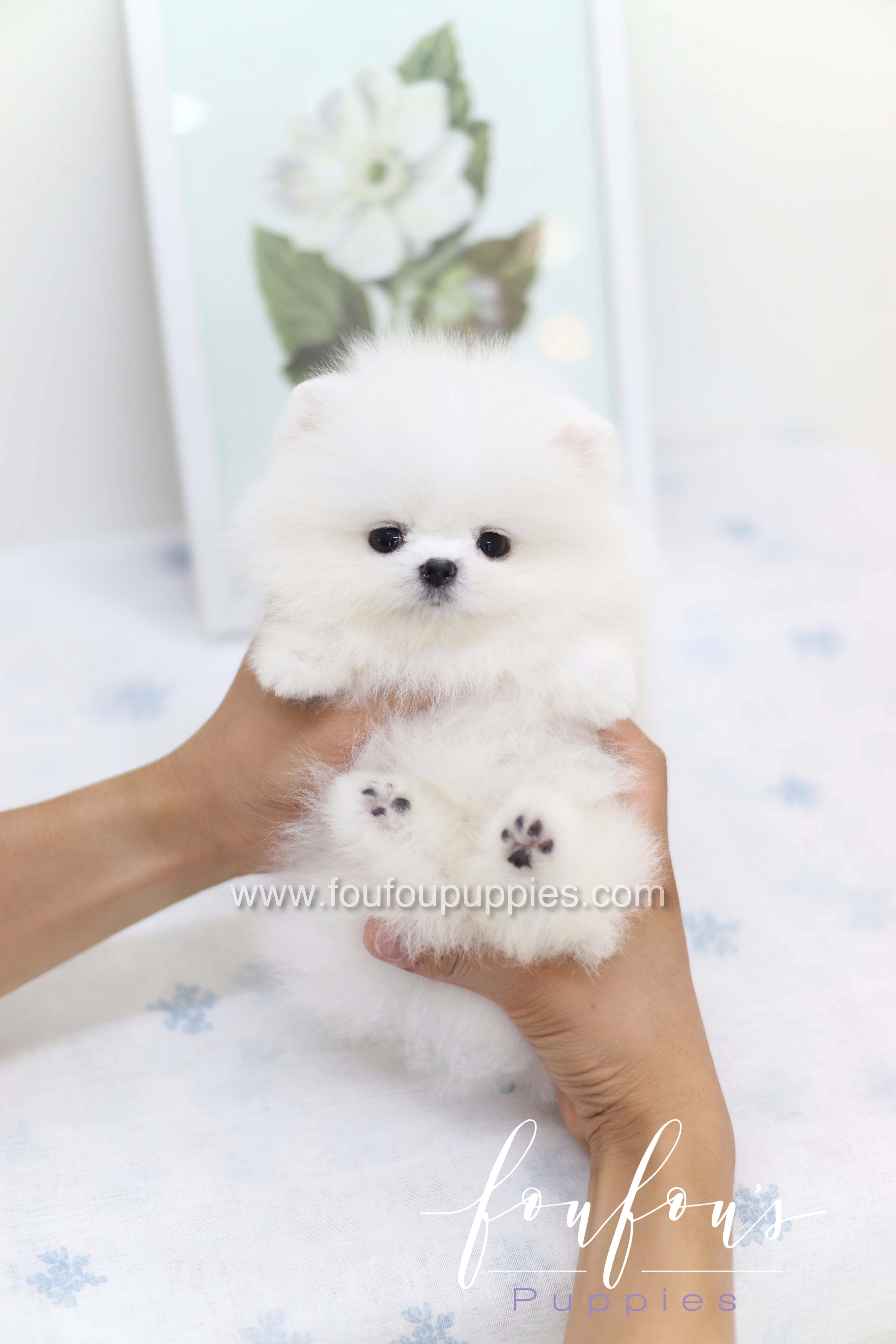 Boo - Pomeranian M.