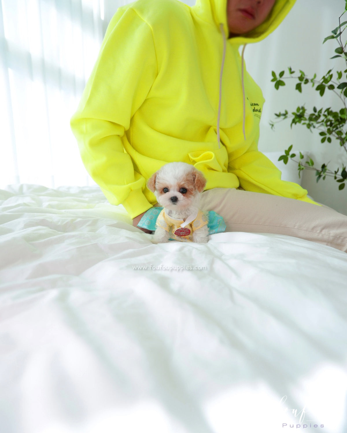 Tezz - Maltipoo M.