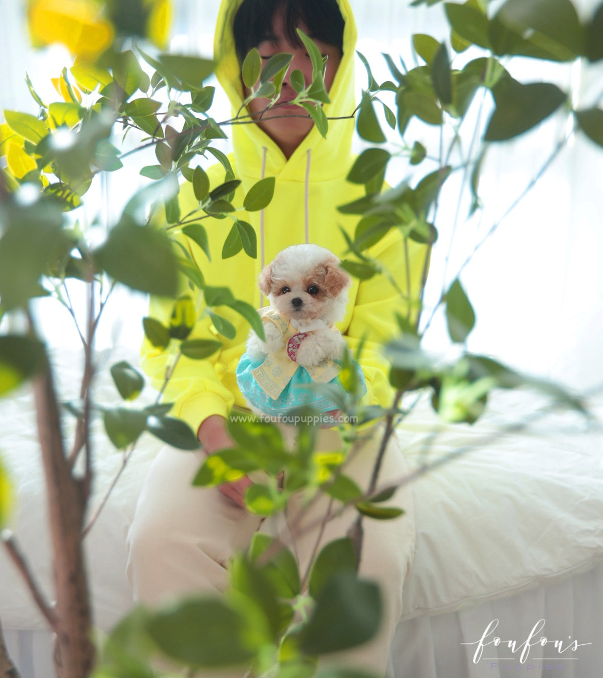 Tezz - Maltipoo M.
