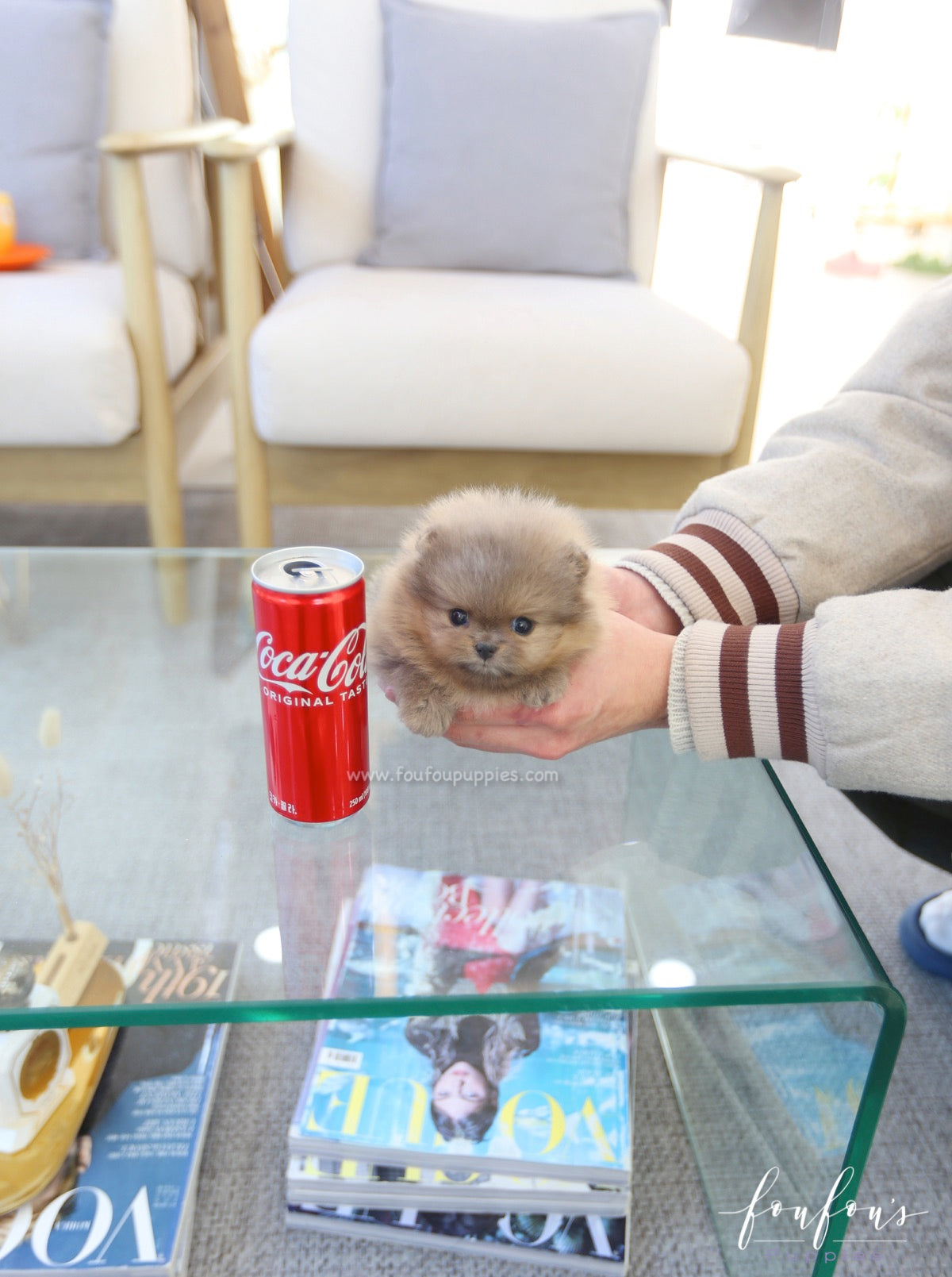Butterball - Pomeranian M.