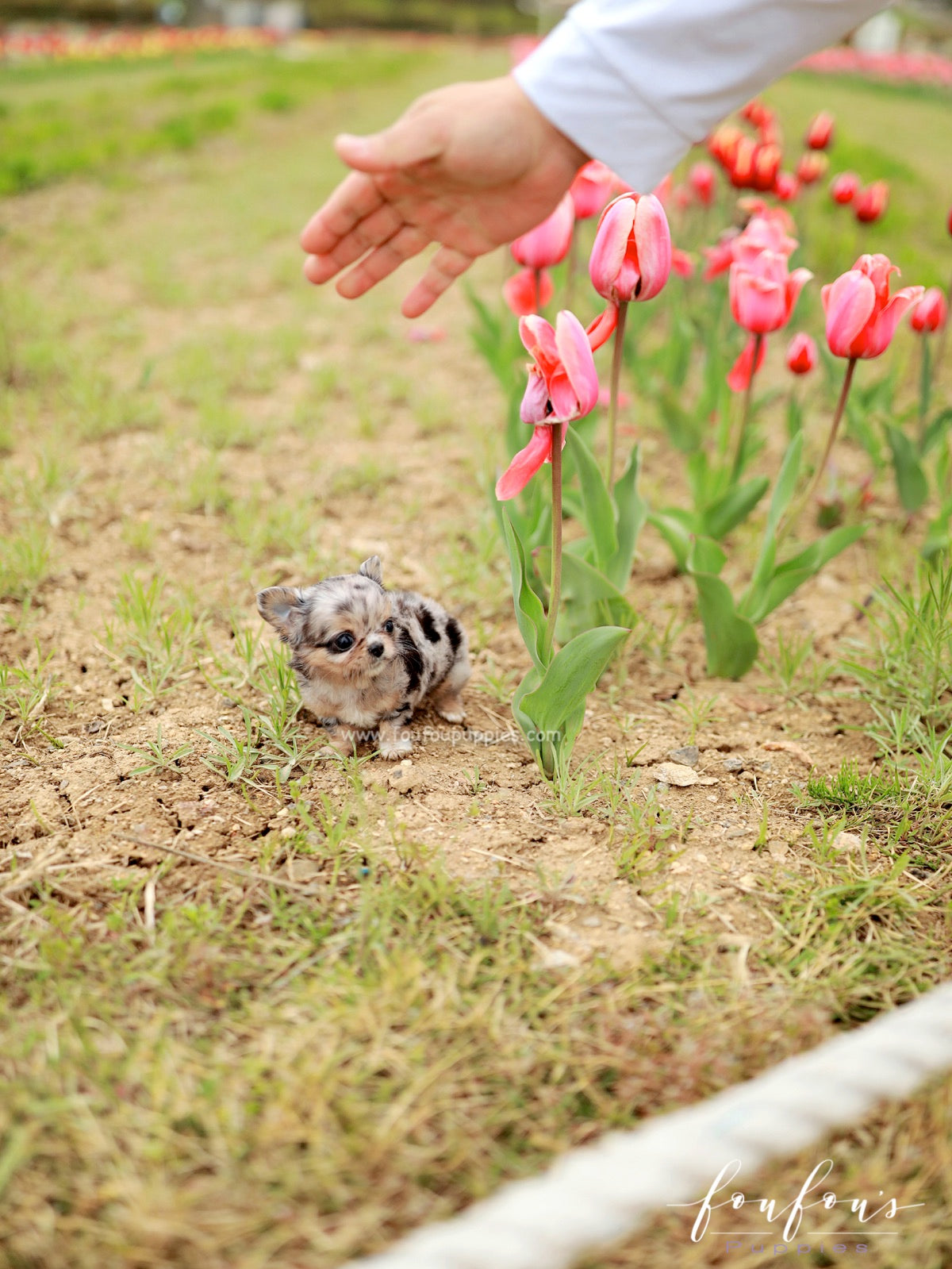 Pinky - Chihuahua M.