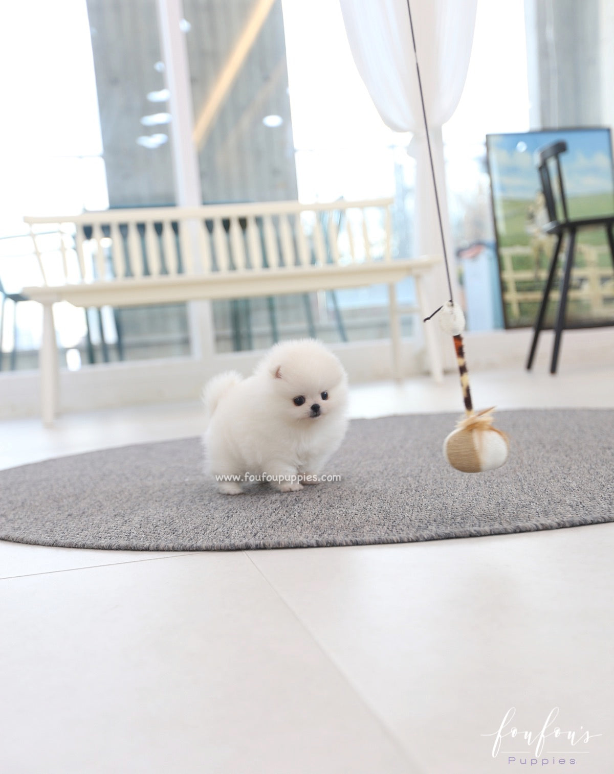 Souflé - Pomeranian F.