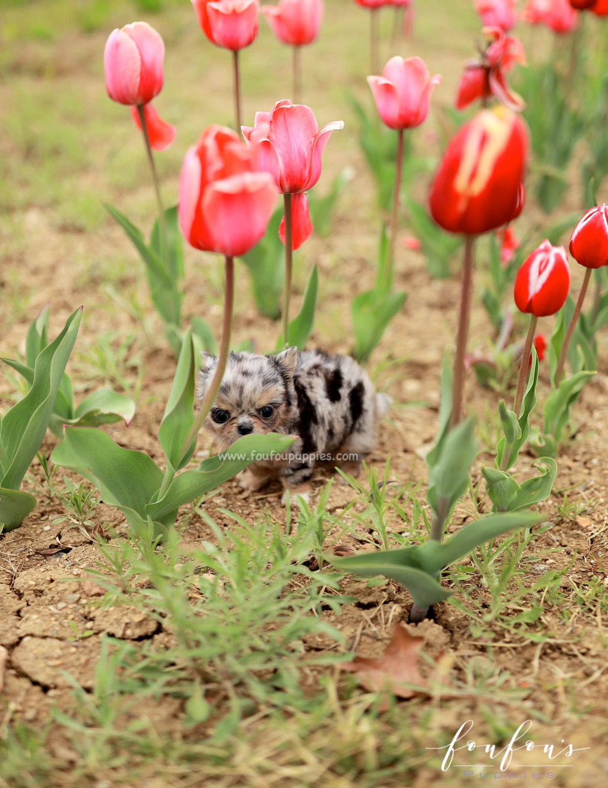 Pinky - Chihuahua M.