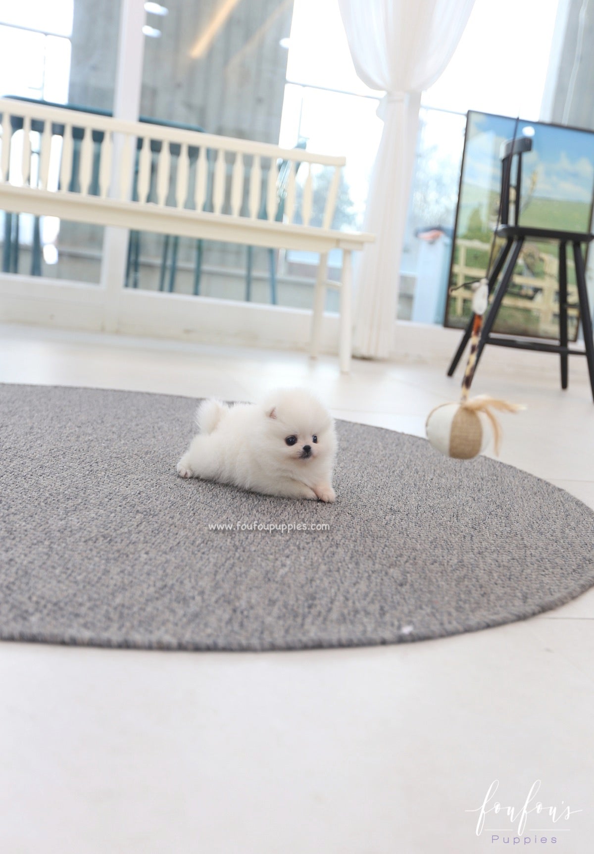 Souflé - Pomeranian F.