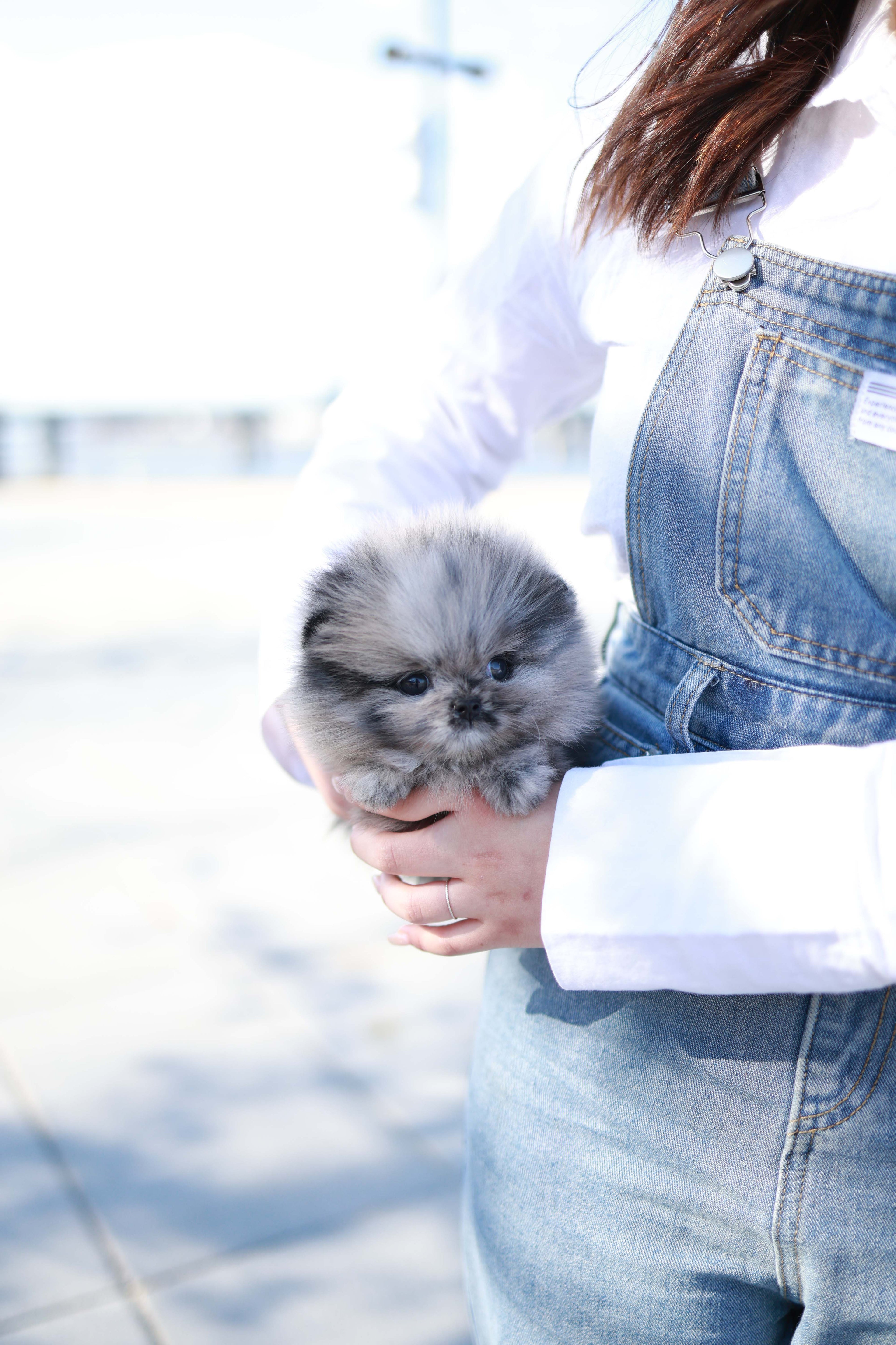 Mushy - Pomeranian M.