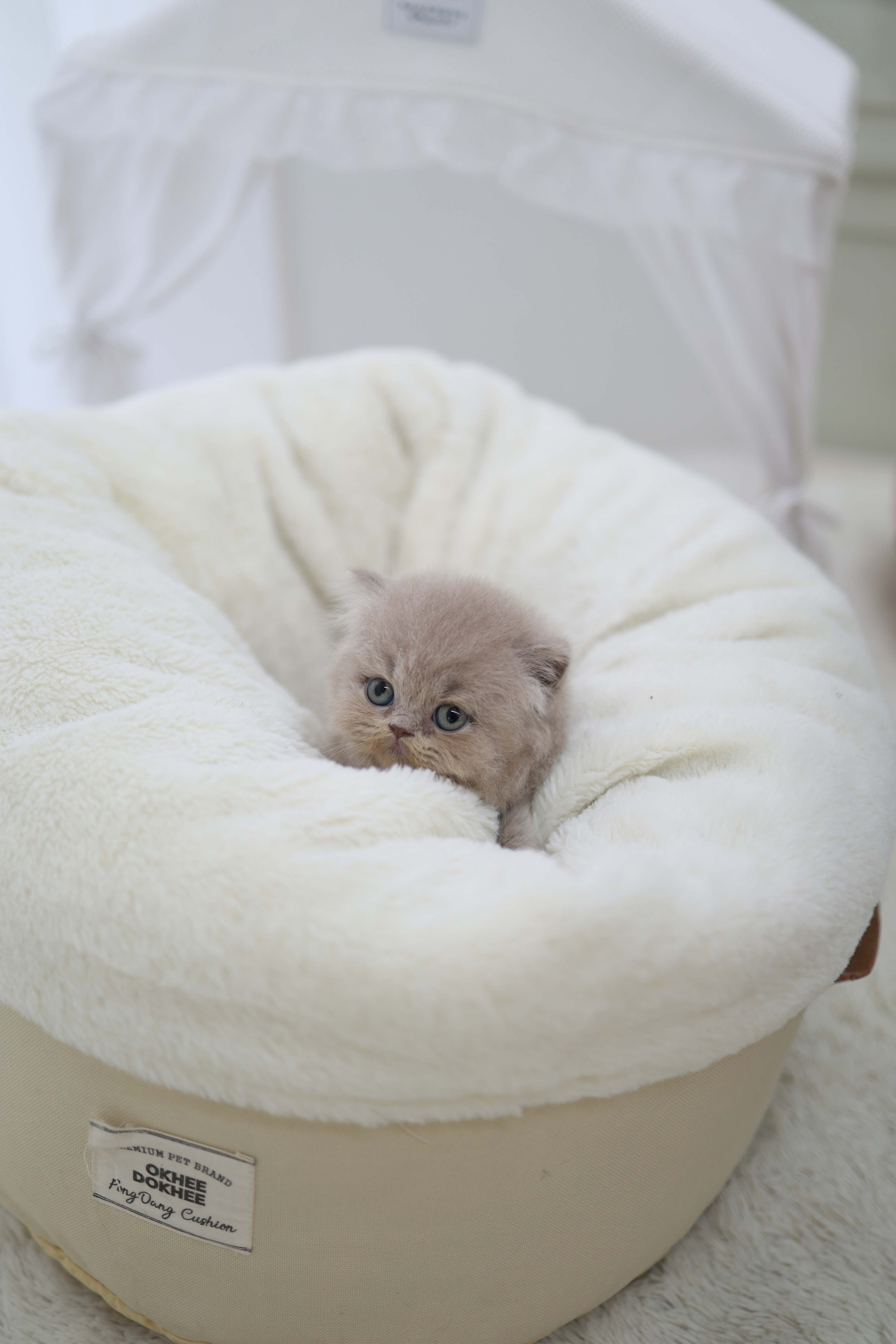 Leo - British Short-Hair M.