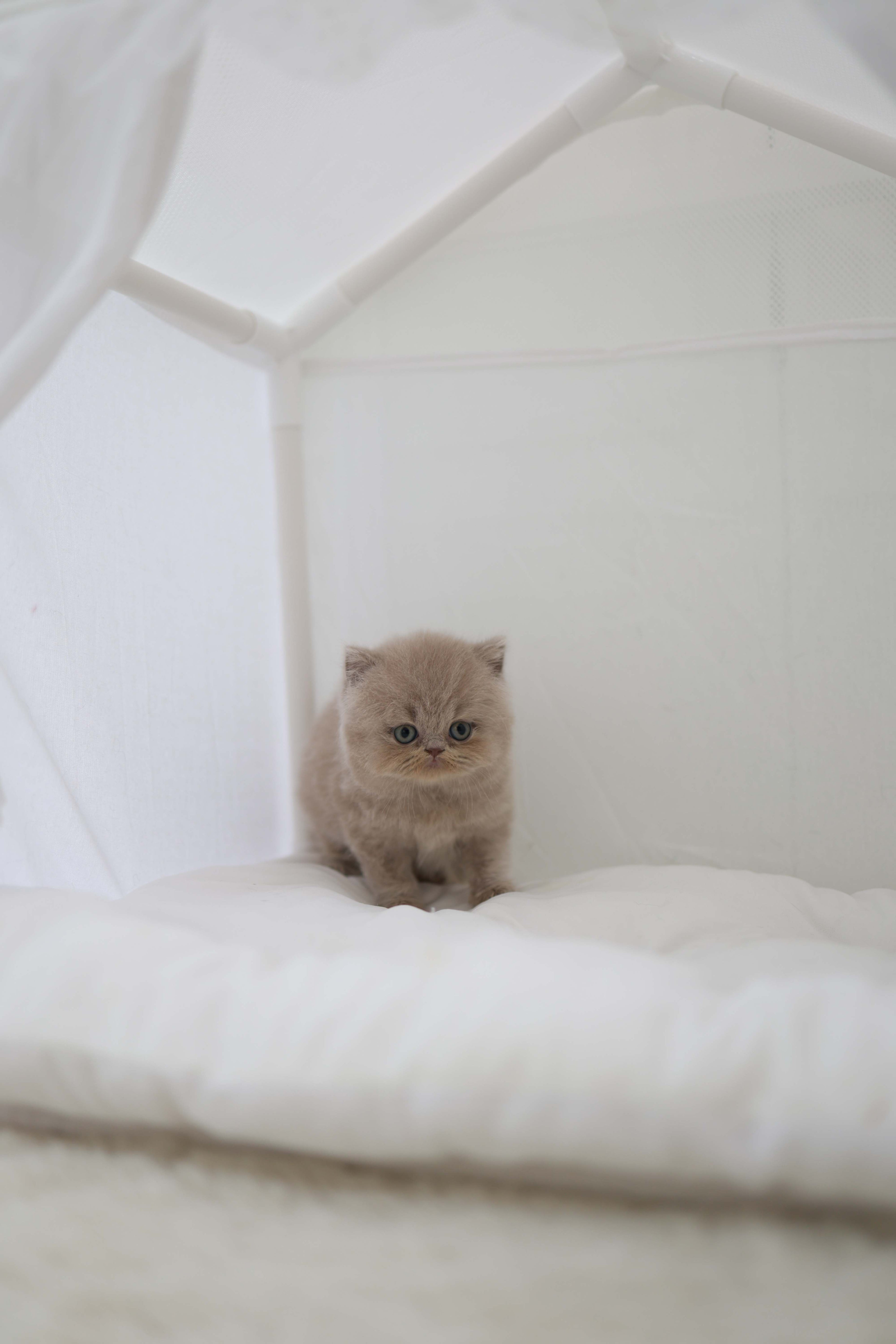 Leo - British Short-Hair M.