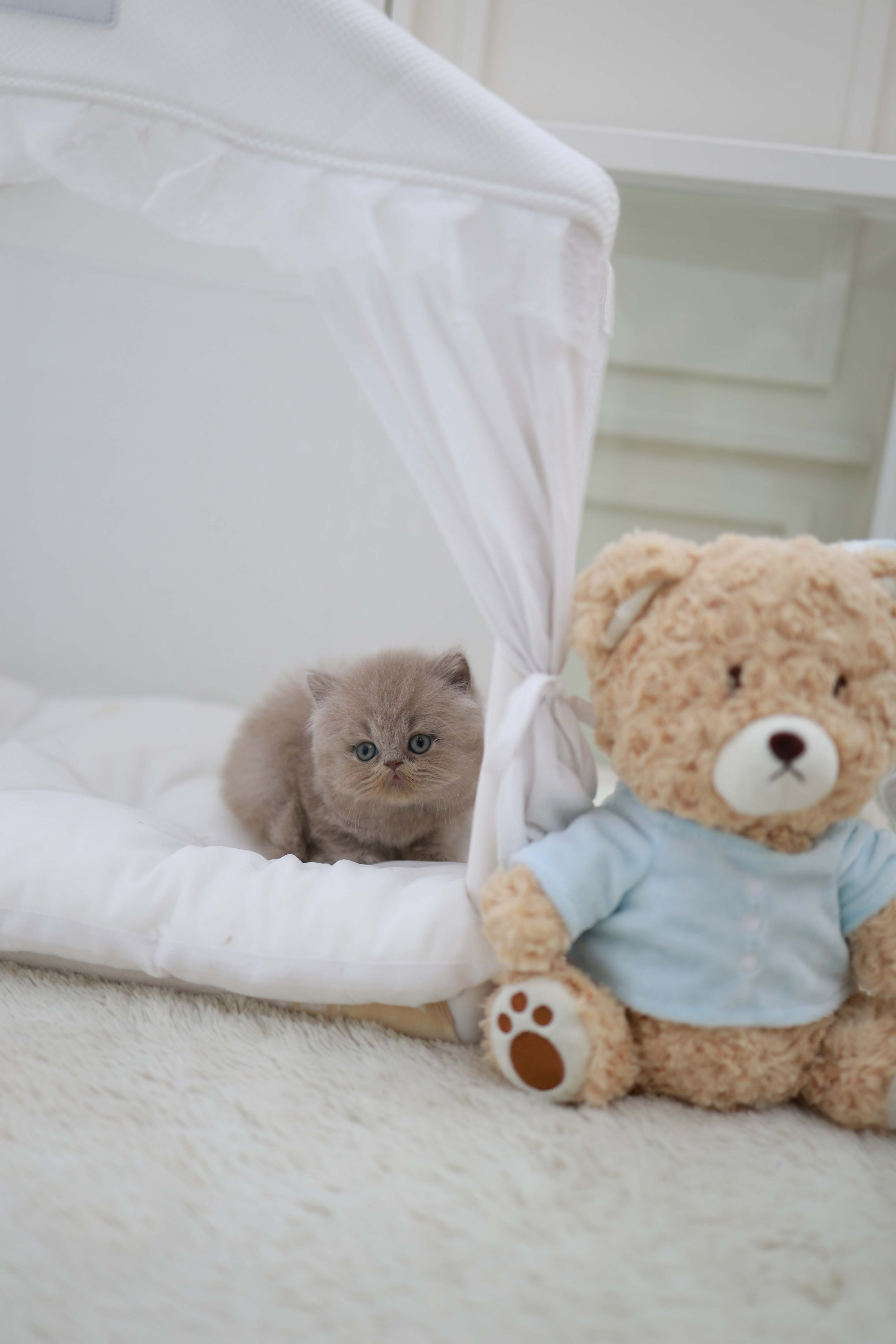 Leo - British Short-Hair M.