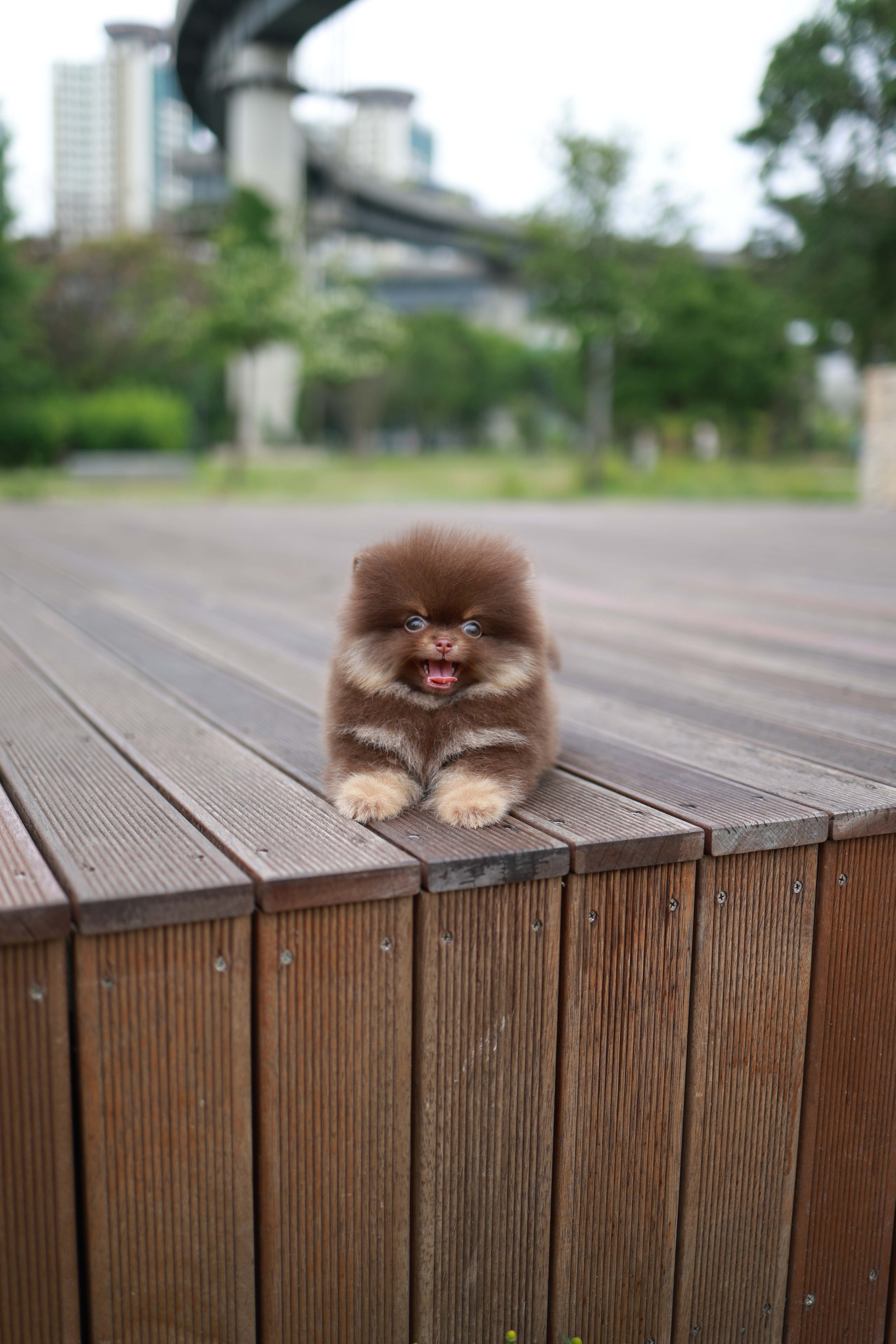 Nemo - Pomeranian M.