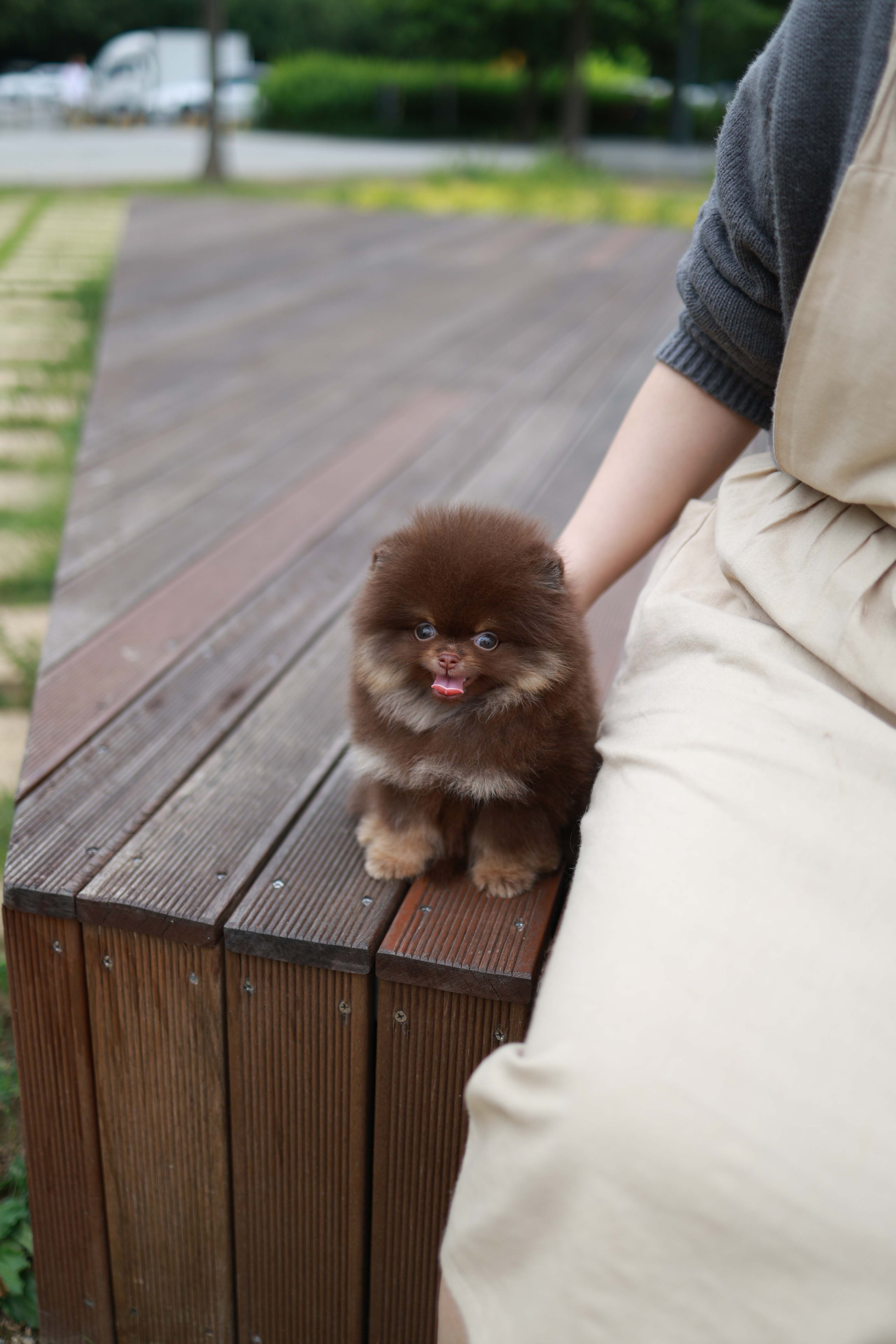 Nemo - Pomeranian M.
