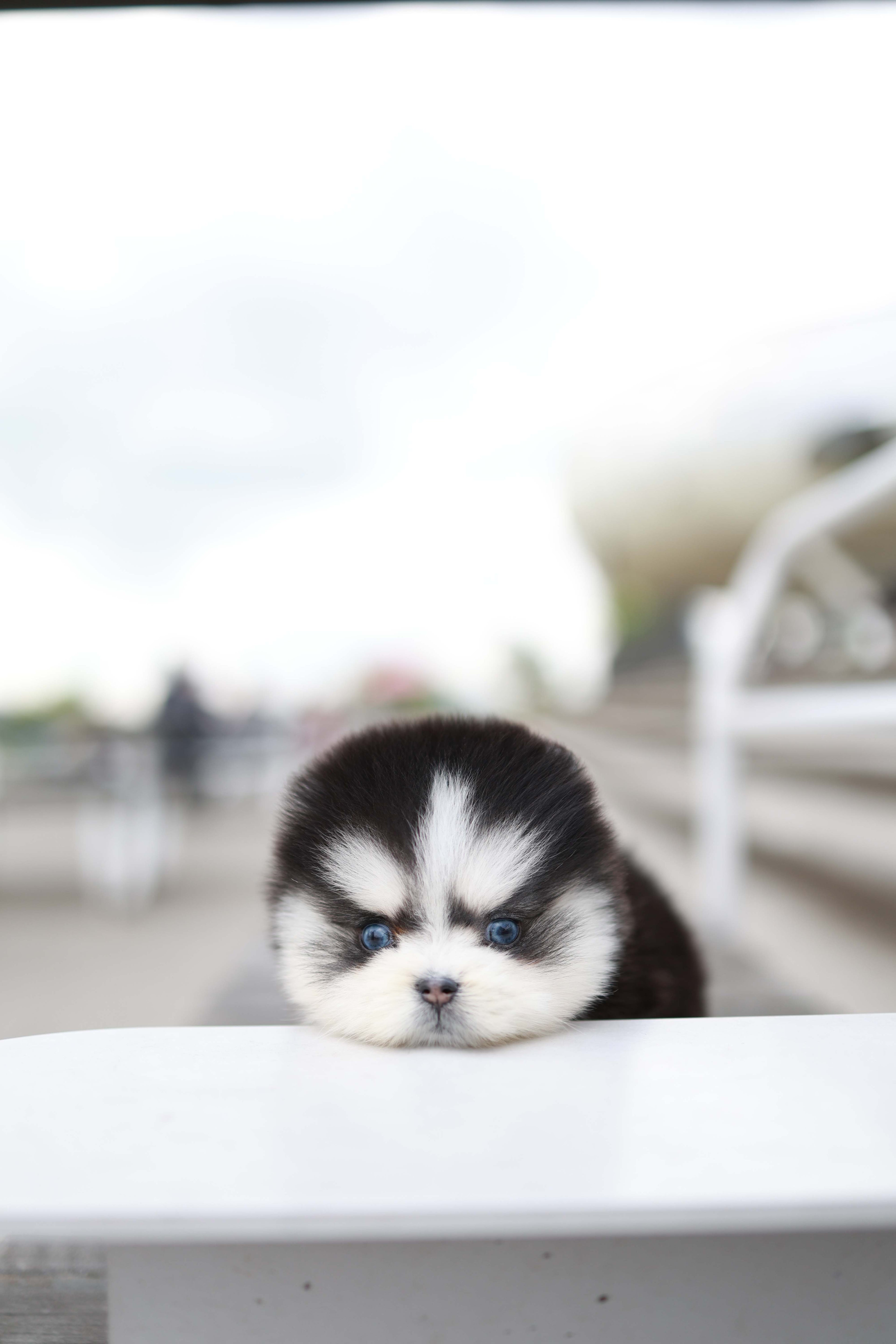 Capri - Pomsky F.