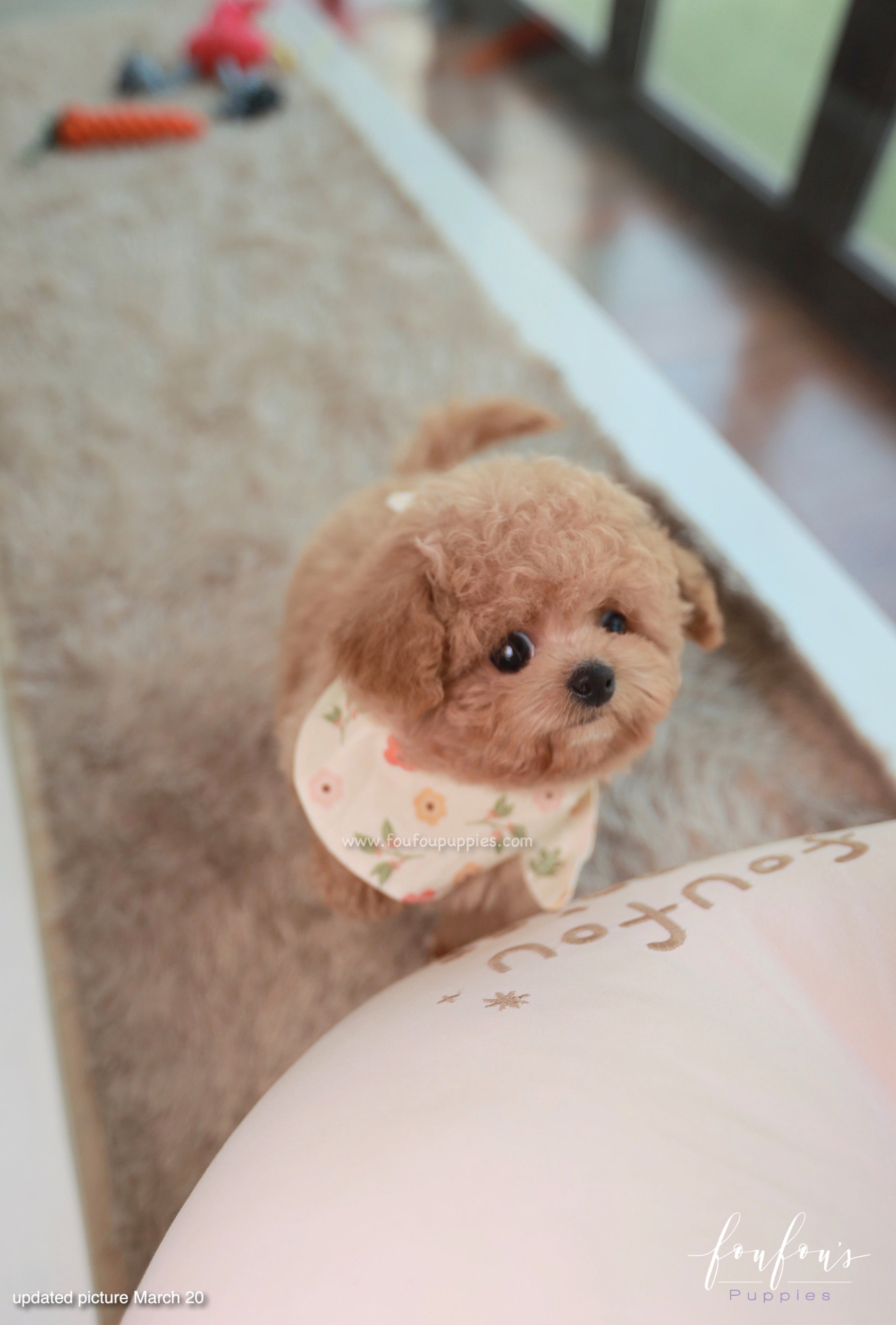 Muffin - Maltipoo M.