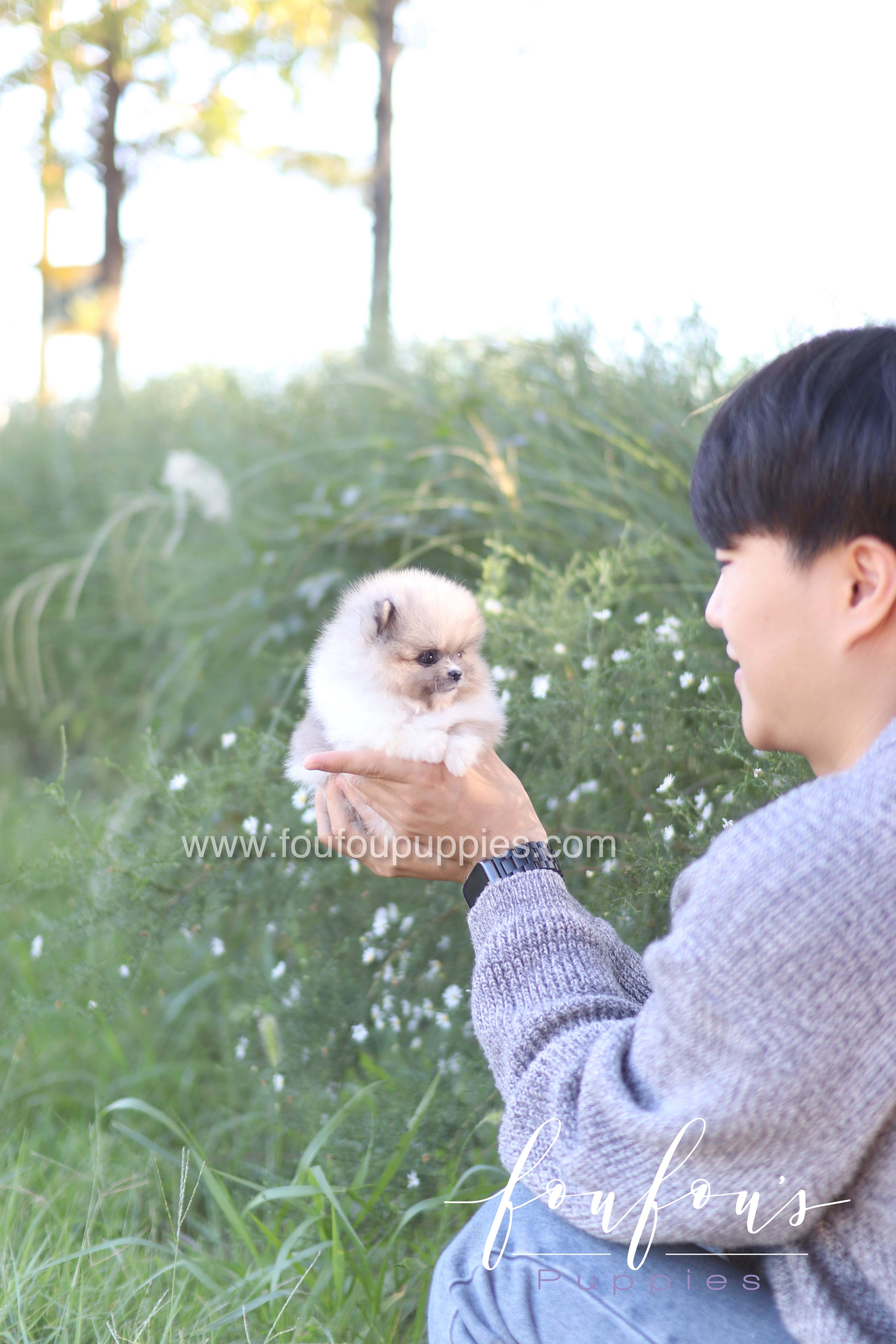 Zephyr - Pomeranian M.