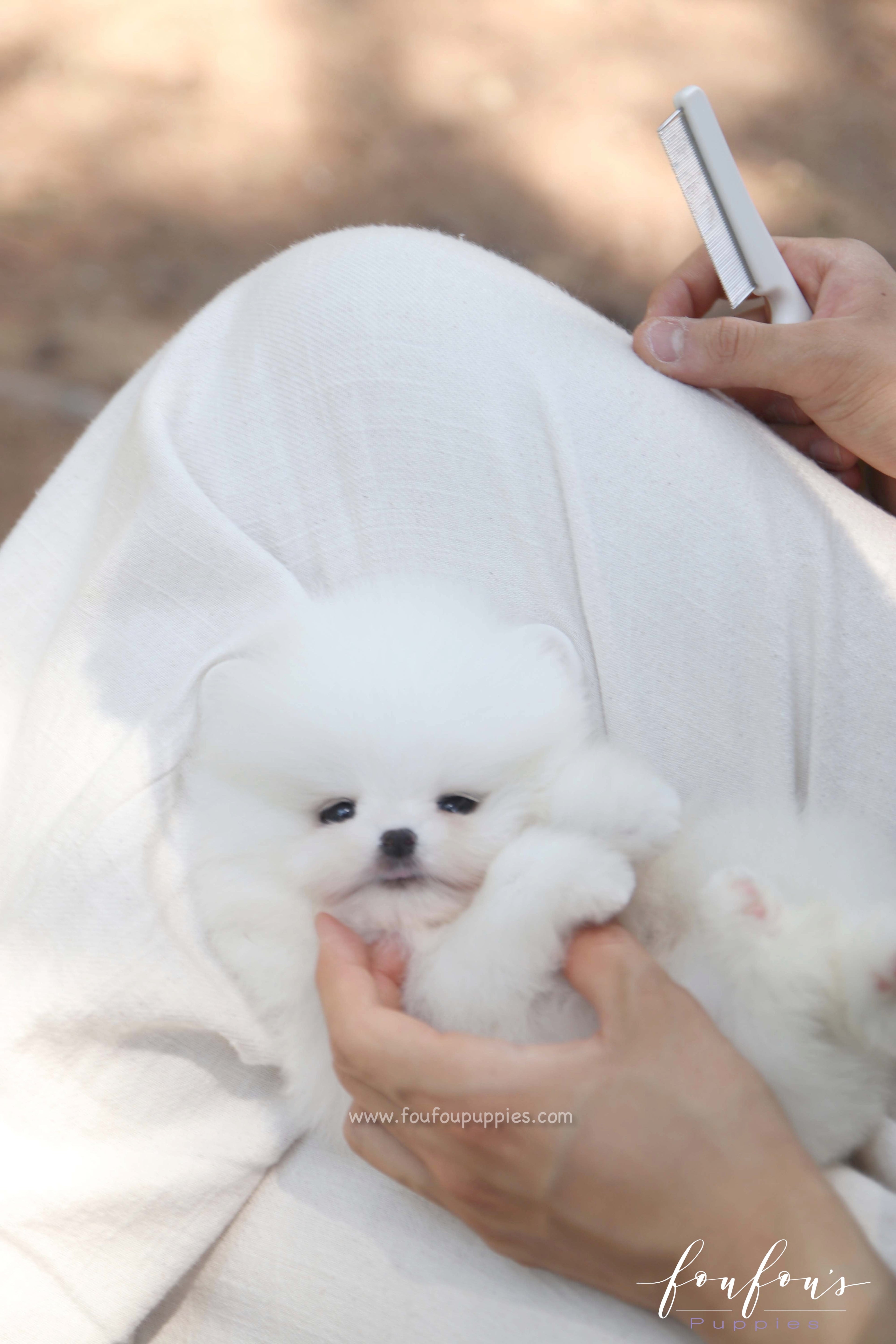 Nova - Pomeranian M.