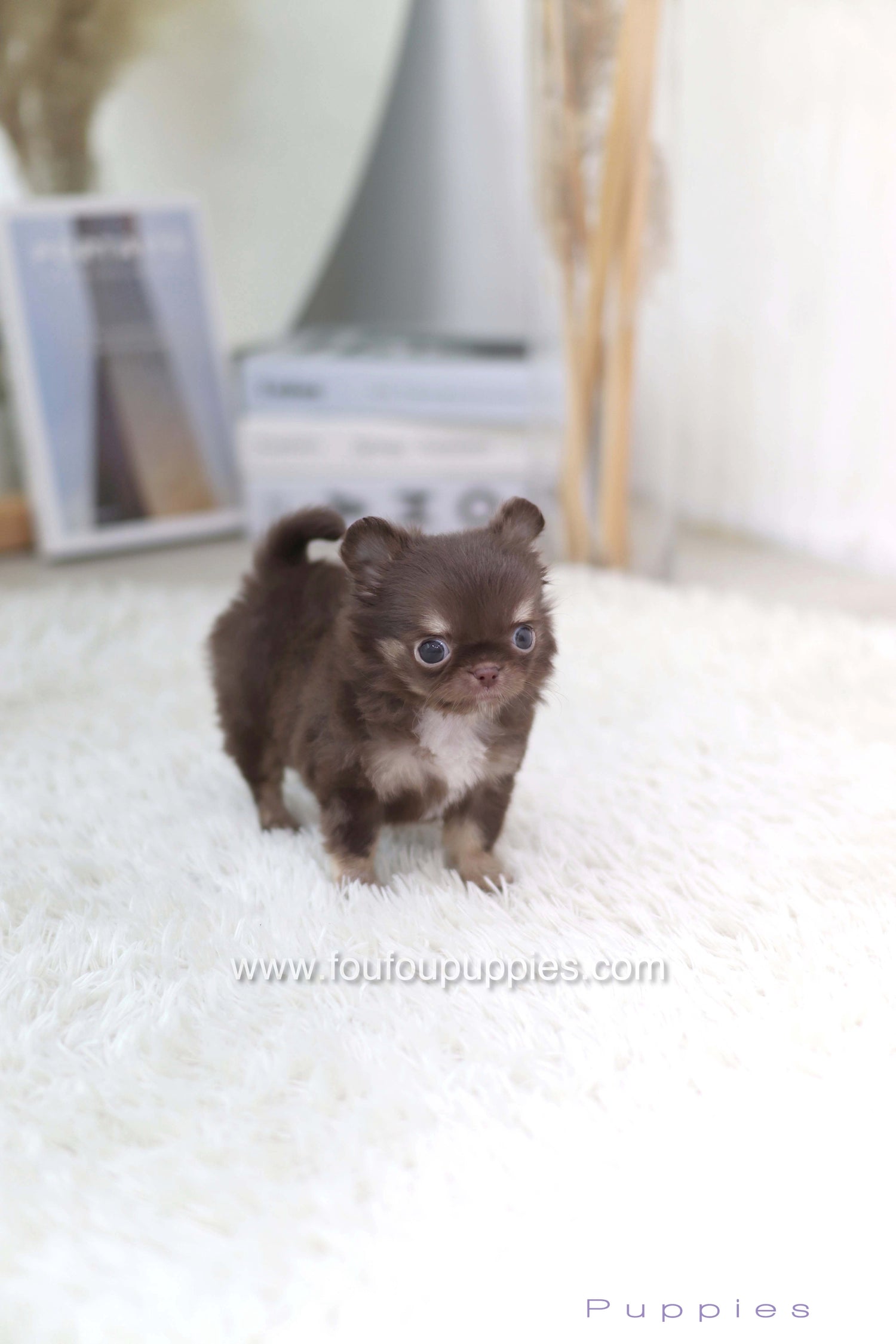 Mocha - Chihuahua F.
