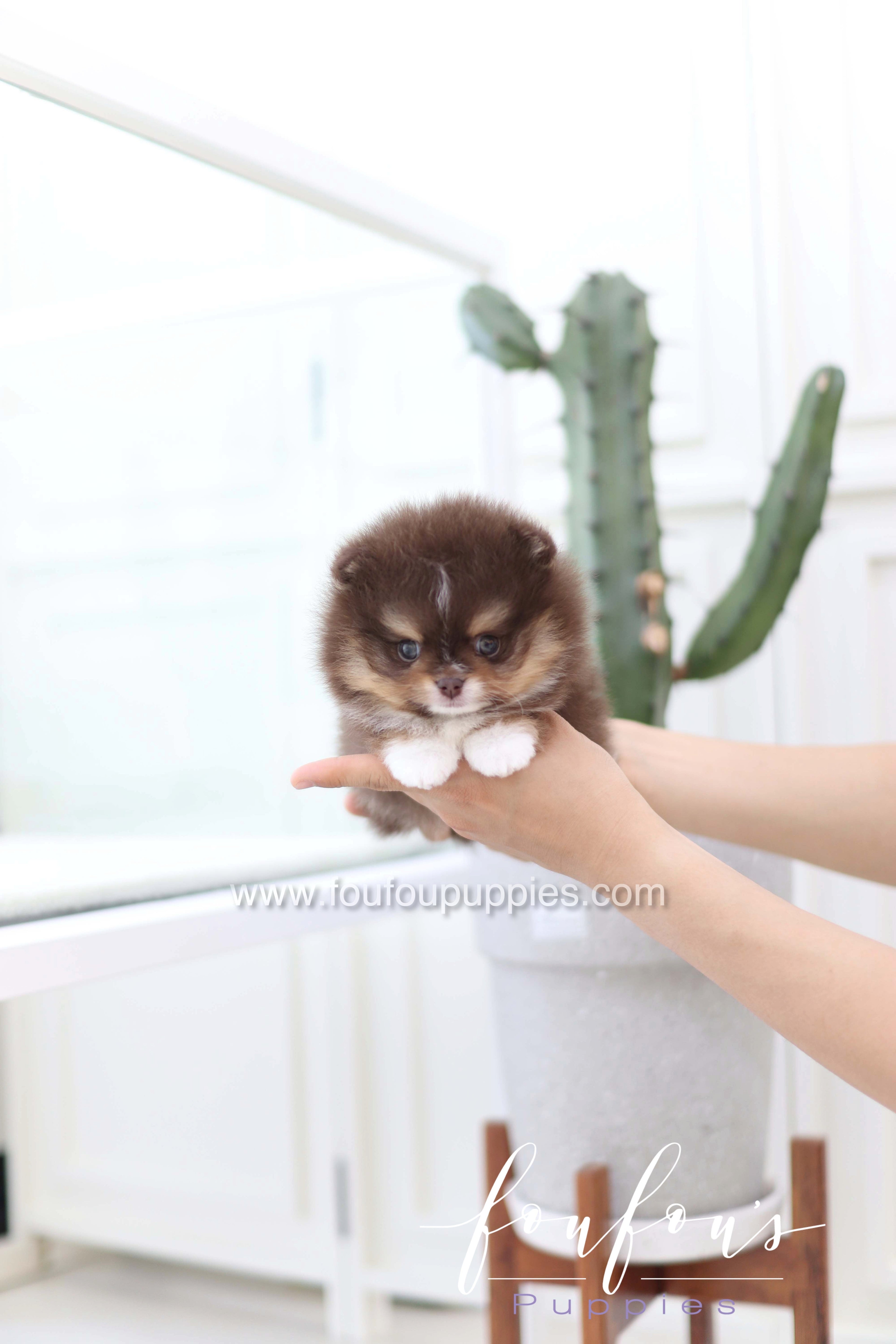 Cake - Pomeranian M.