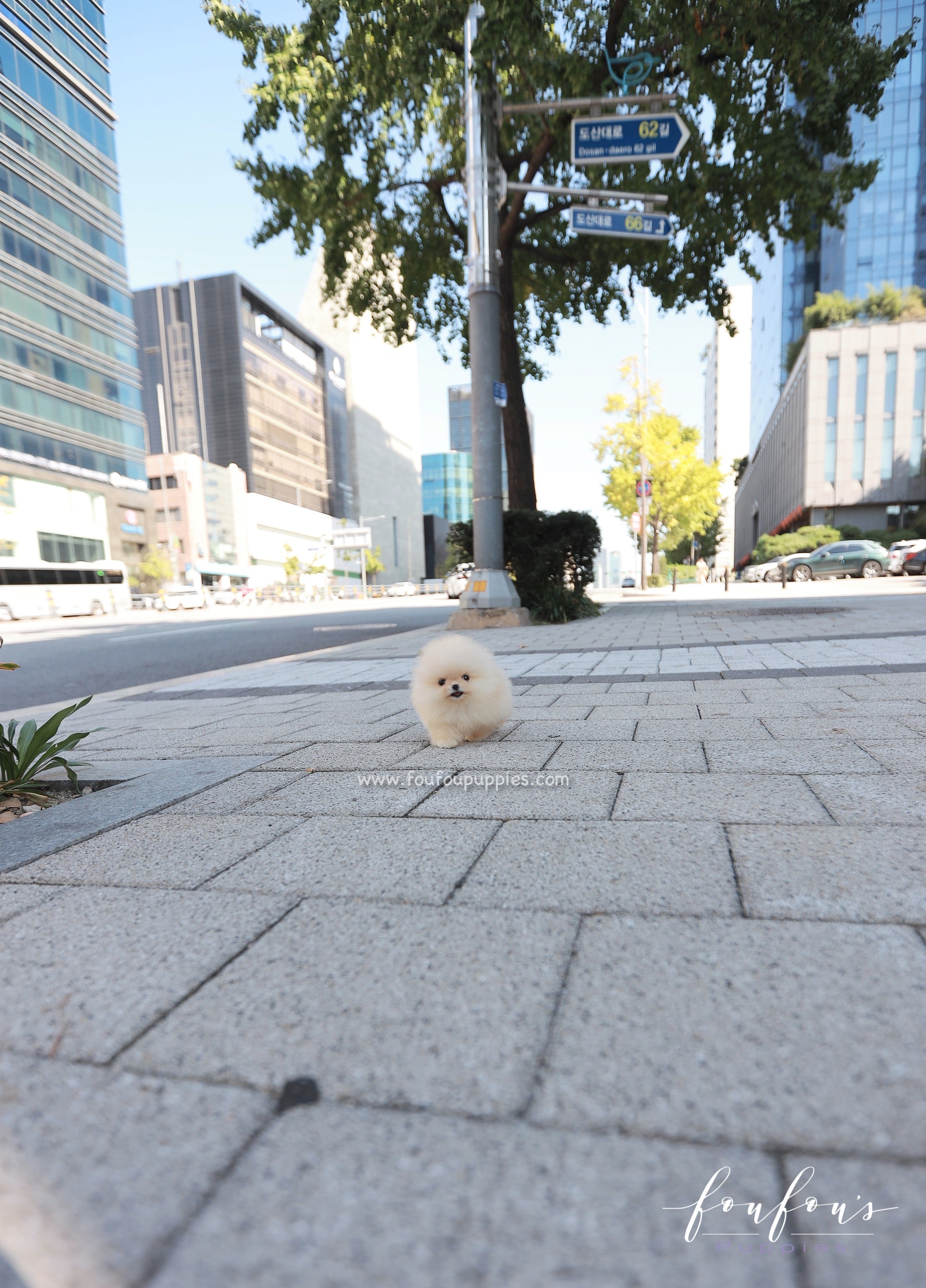 Duke - Pomeranian M.
