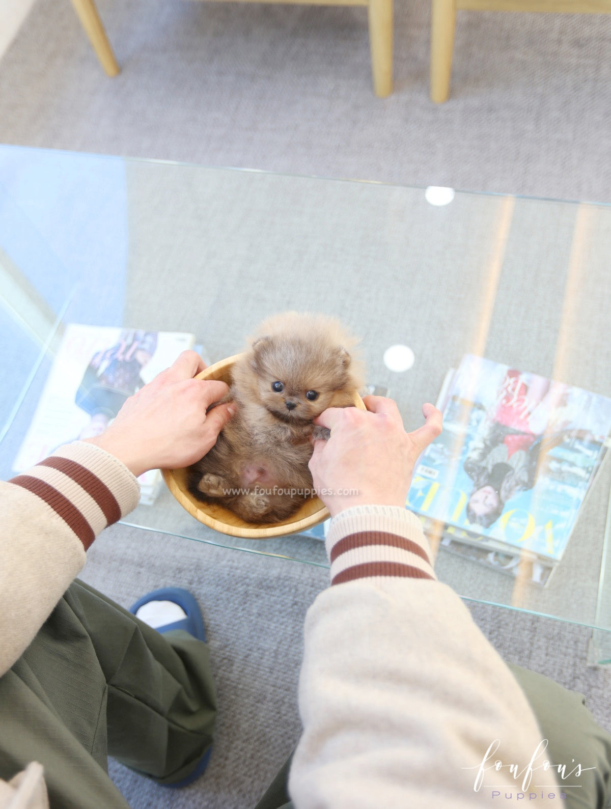 Butterball - Pomeranian M.
