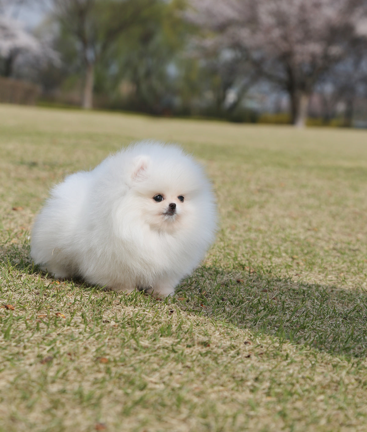 Cookie - Pomeranian F.