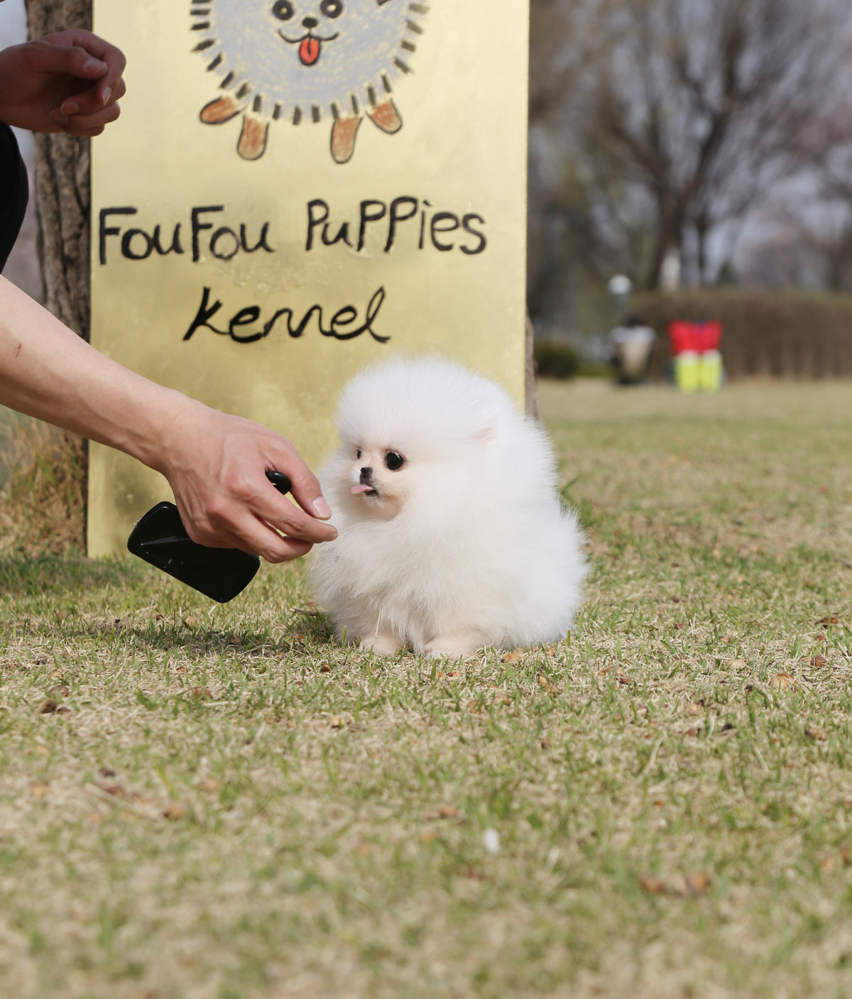 Cookie - Pomeranian F.