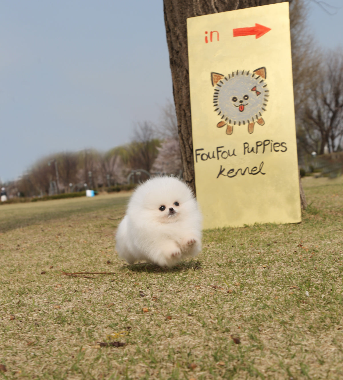 Cookie - Pomeranian F.
