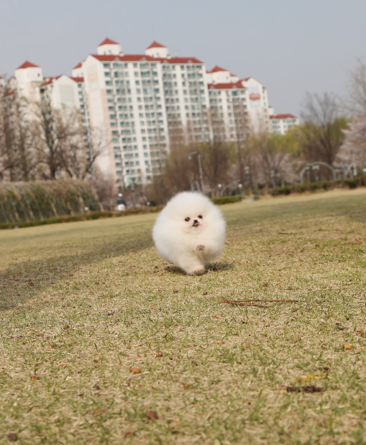 Cookie - Pomeranian F.