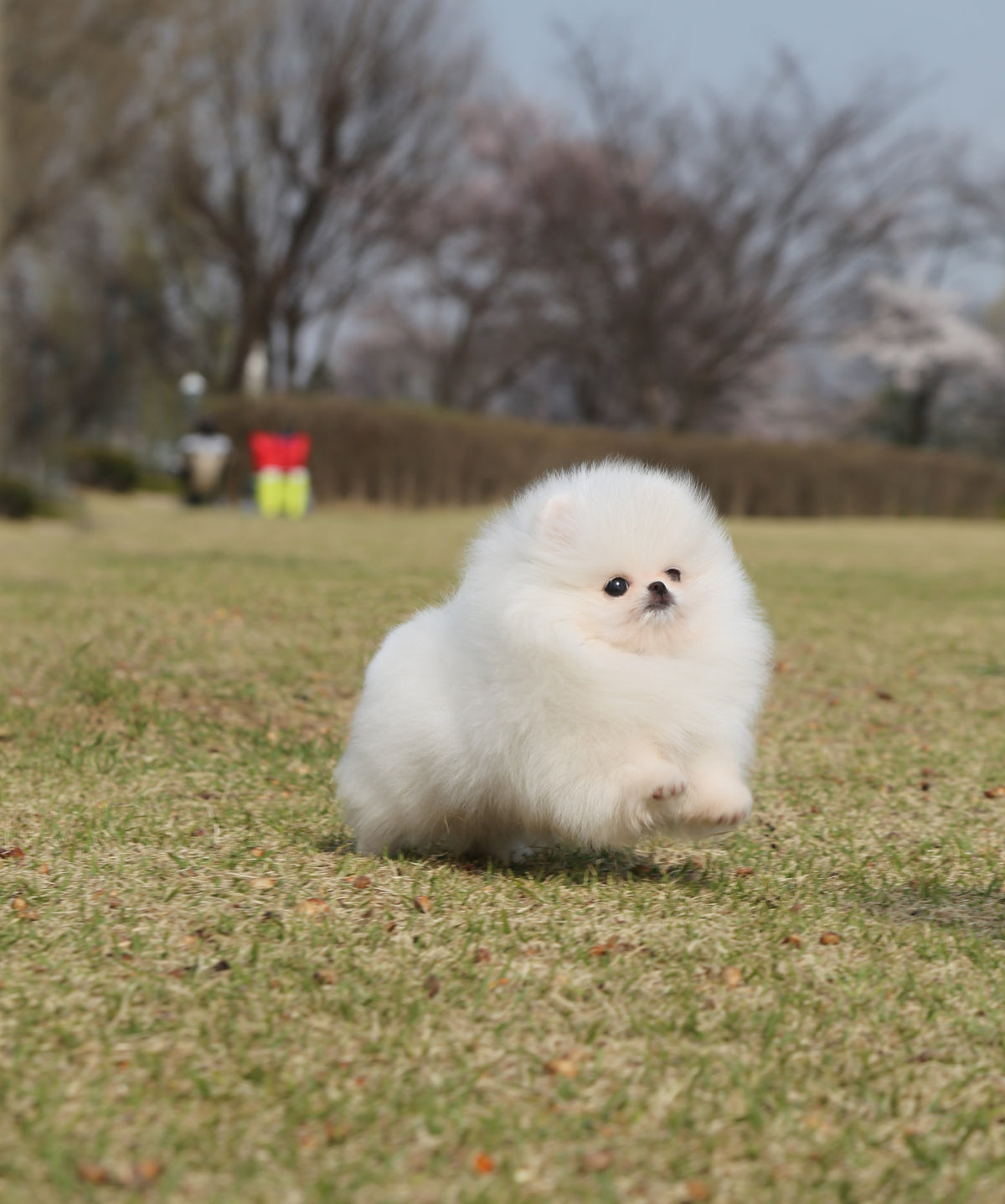 Cookie - Pomeranian F.