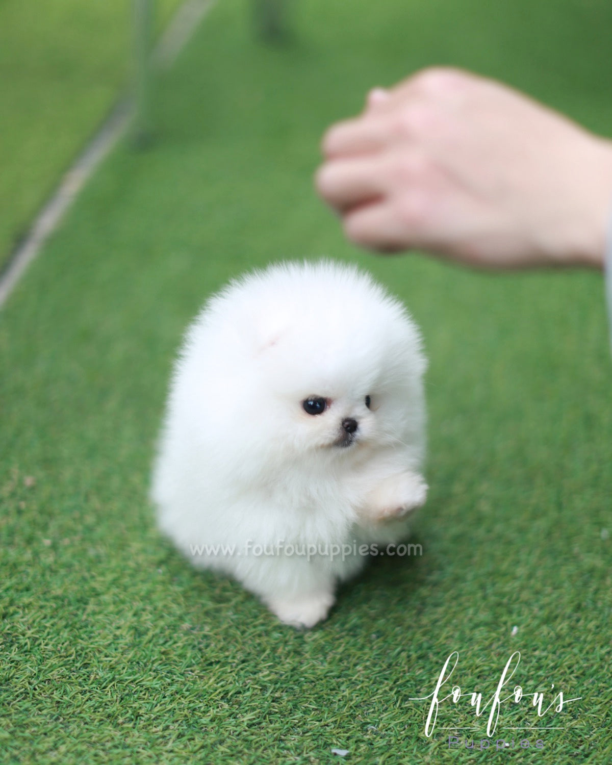 Nova - Pomeranian M.
