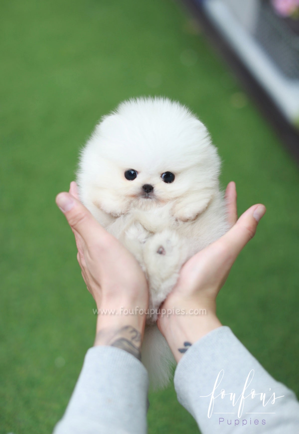 Nova - Pomeranian M.