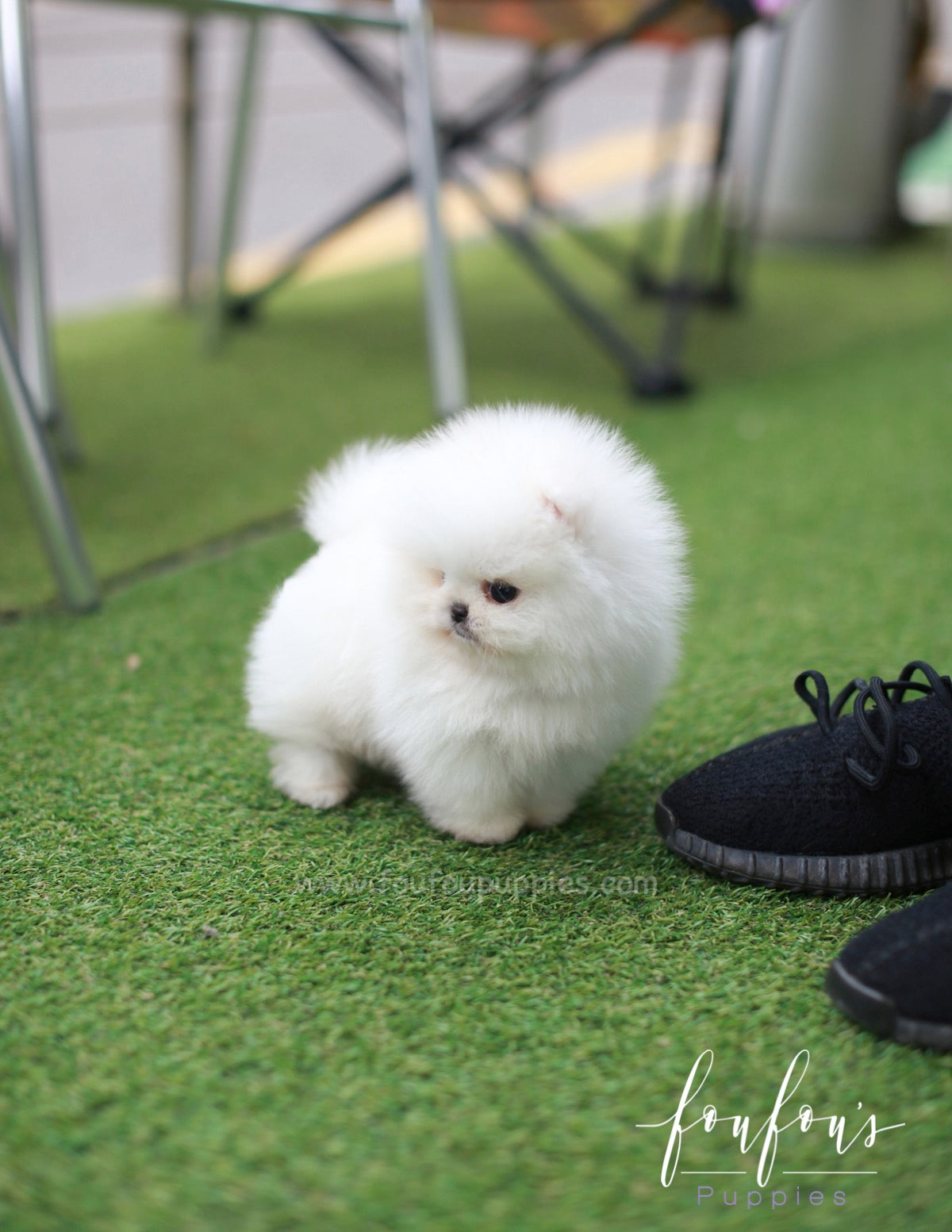 Nova - Pomeranian M.