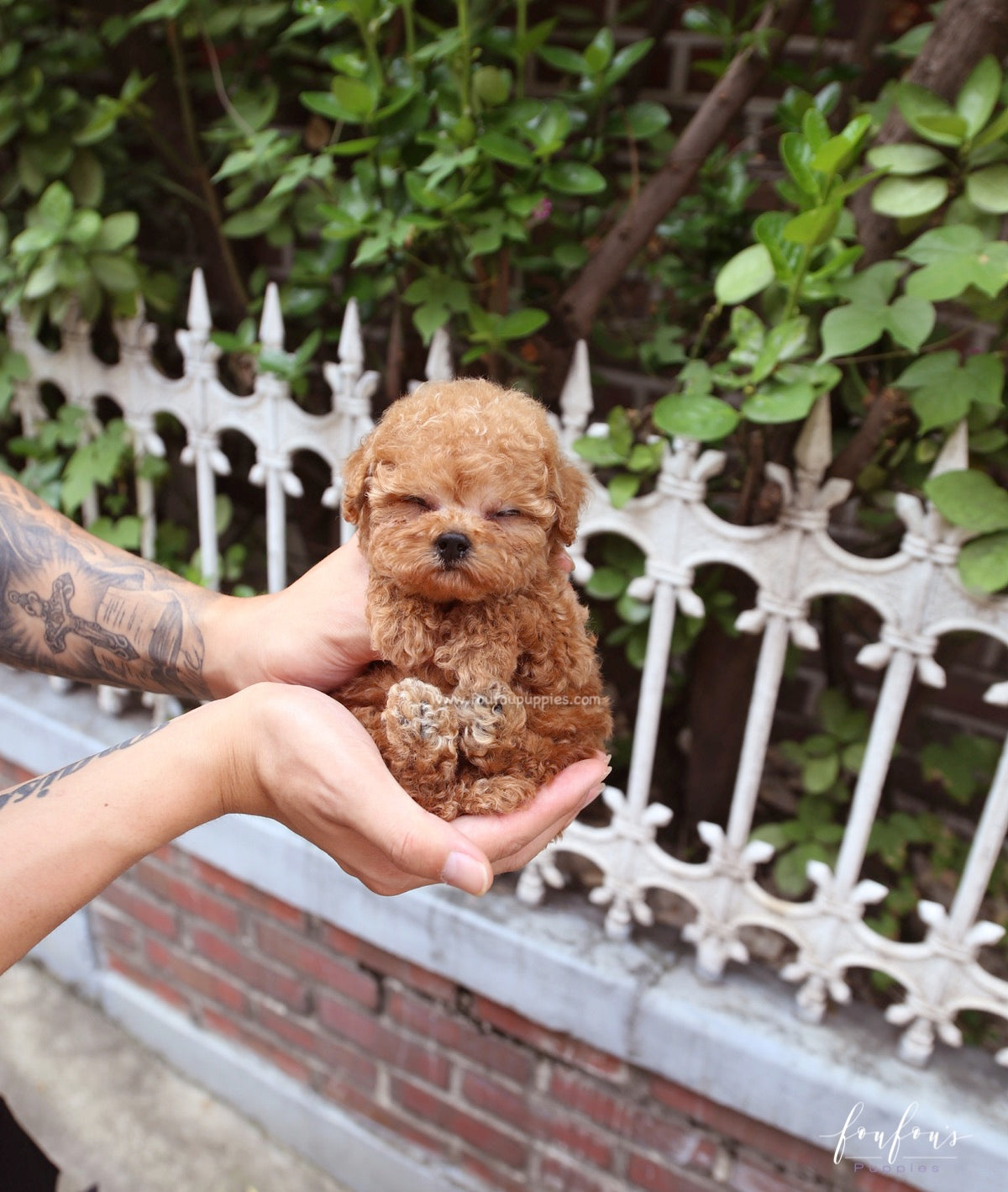 Hank - Poodle M.