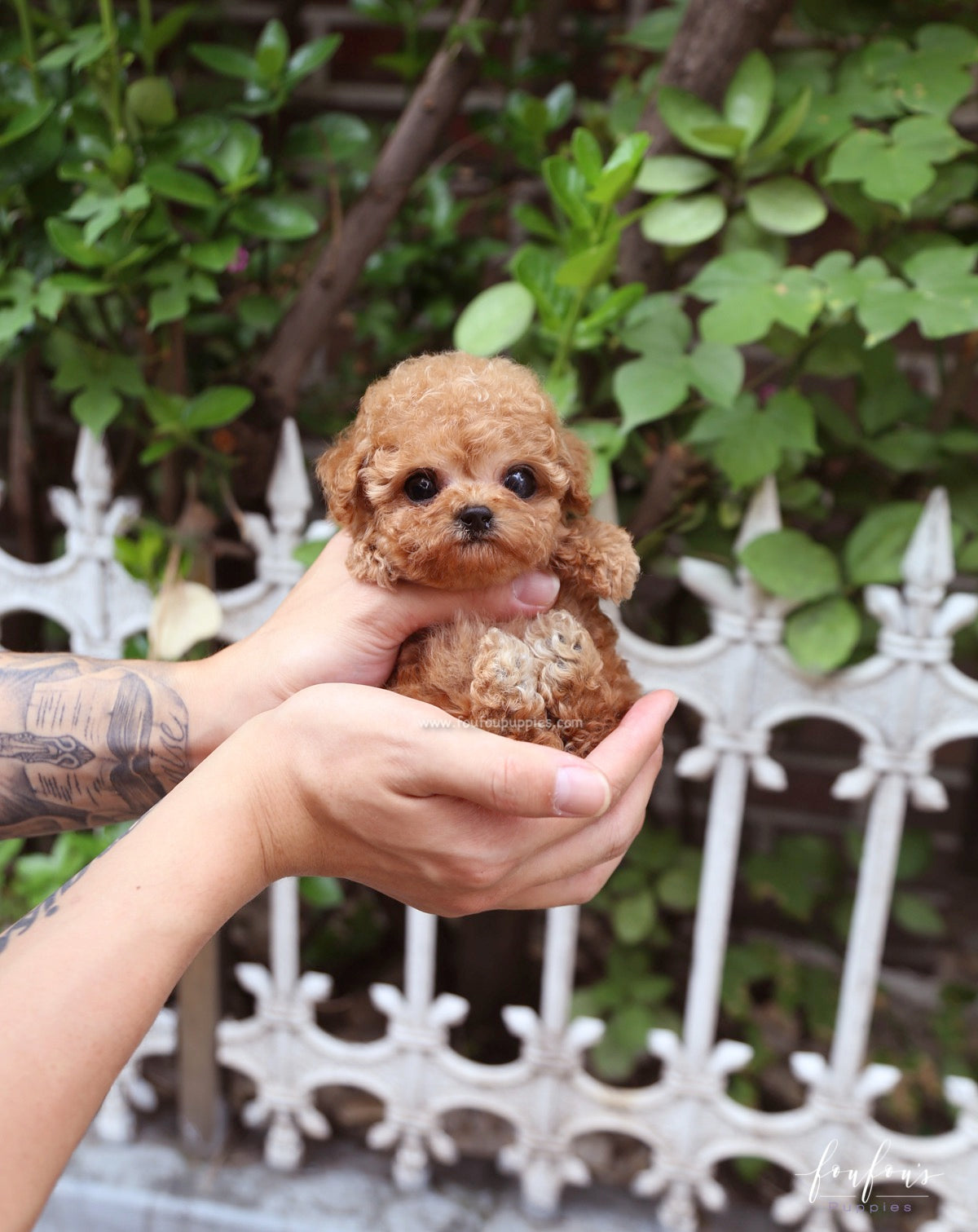 Hank - Poodle M.