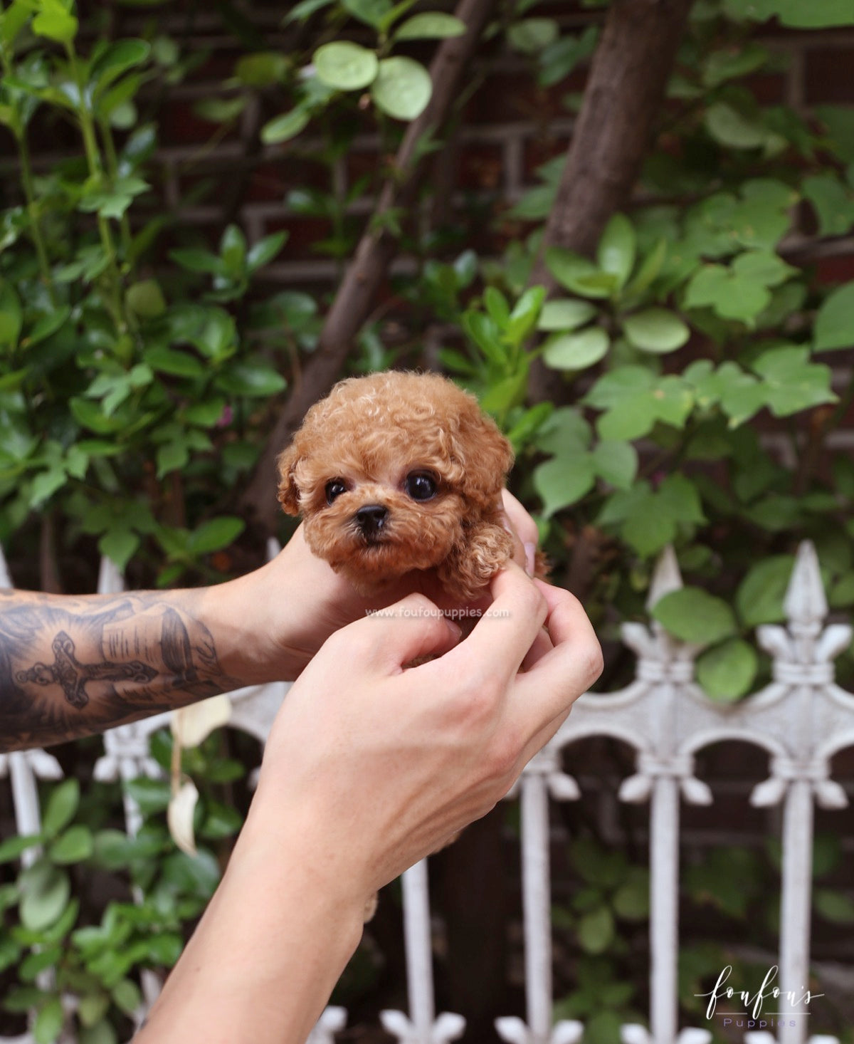 Hank - Poodle M.