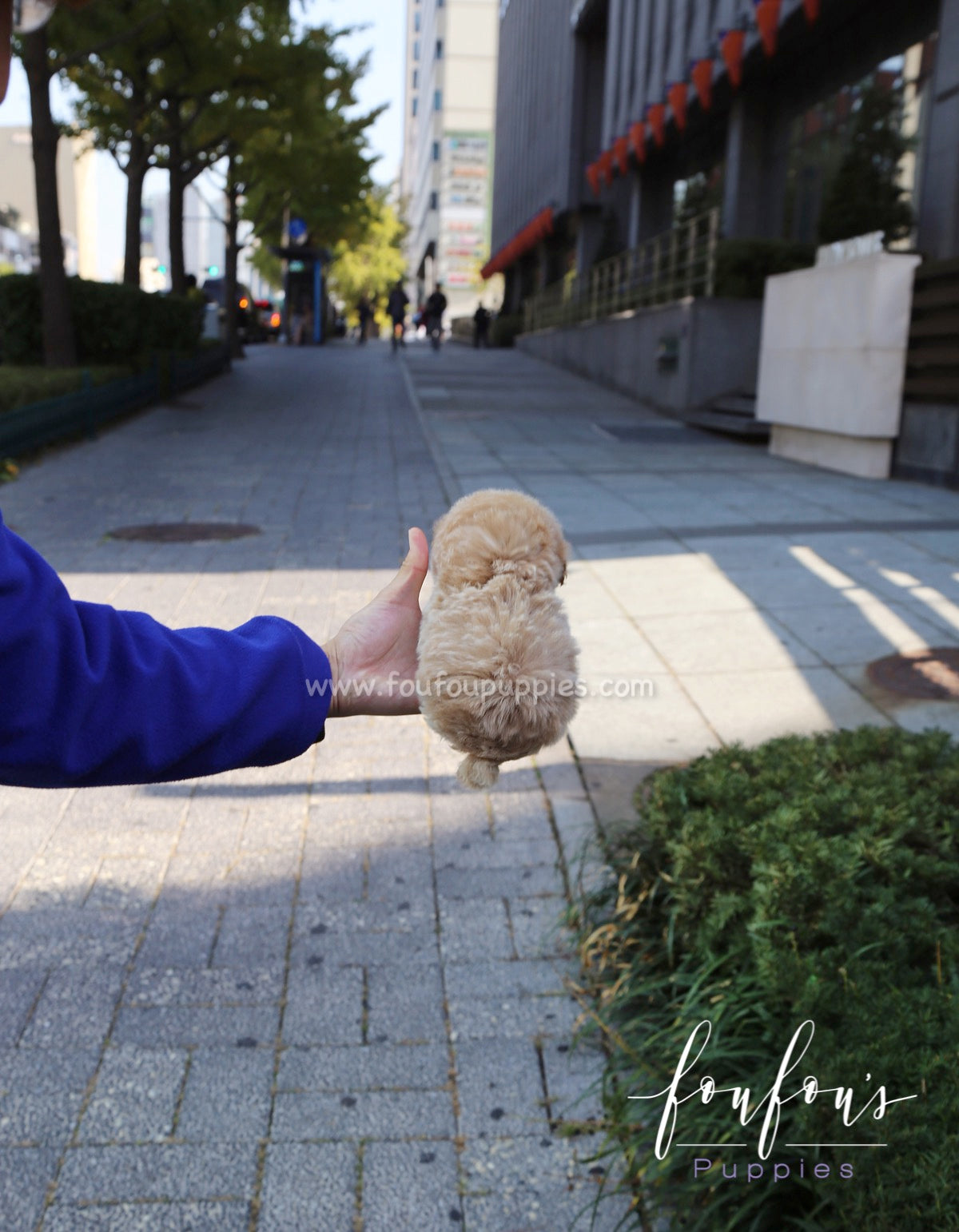 Pooh - Poodle M.