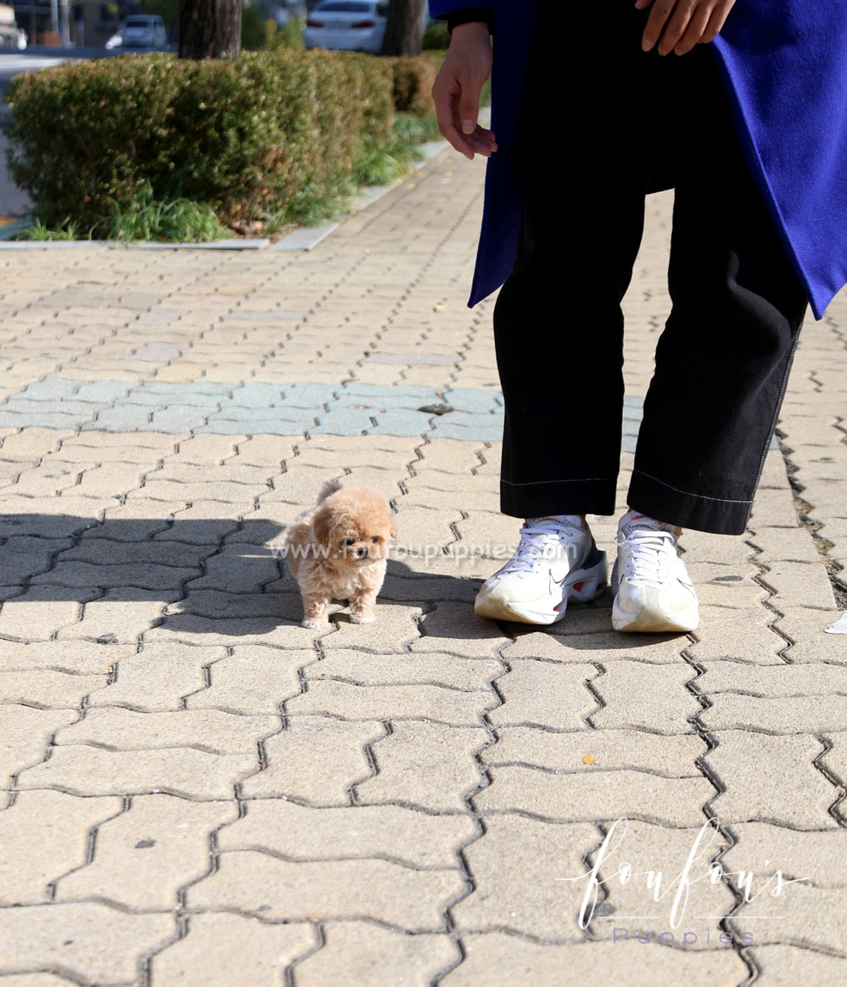 Pooh - Poodle M.