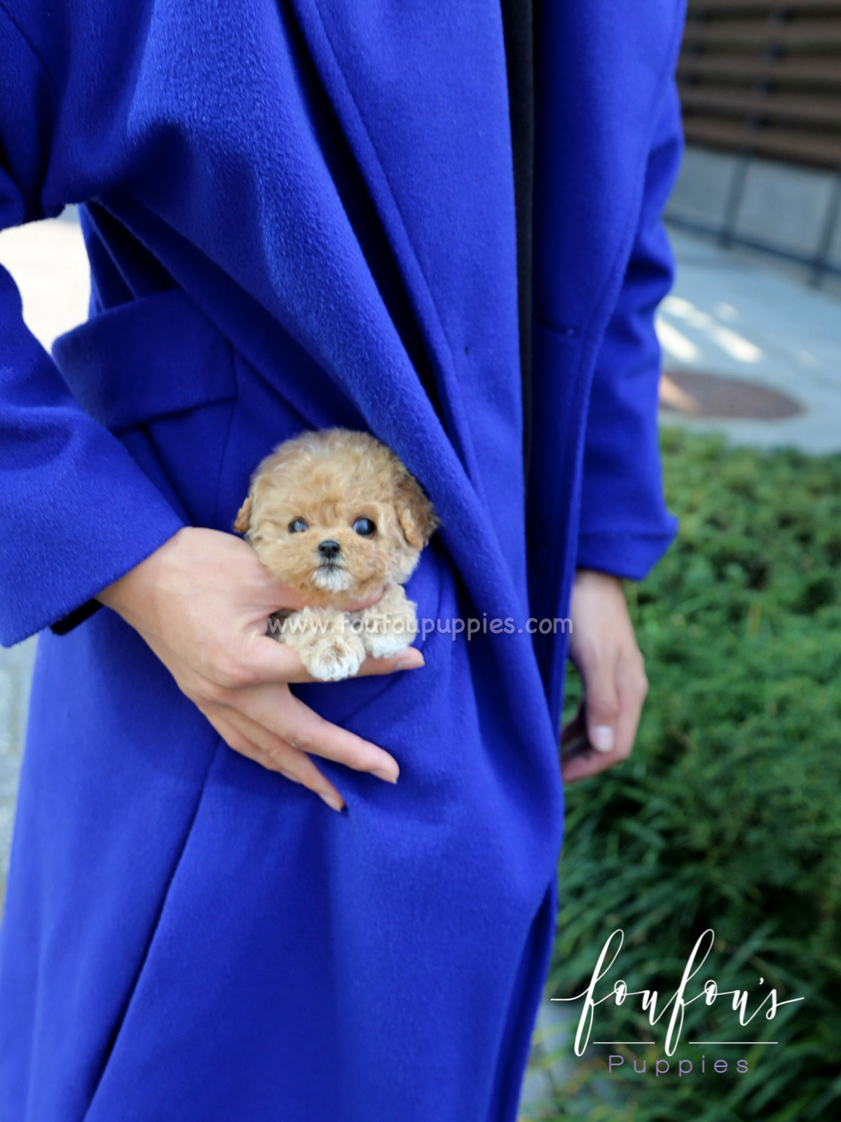 Pooh - Poodle M.